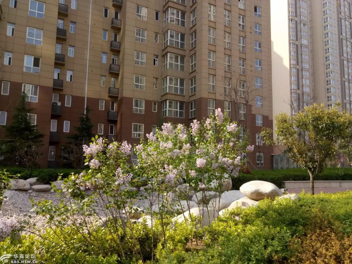 花园社区 咸阳秦都花苑赏花 手机拍摄 将就着看