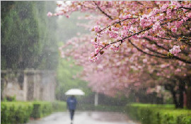 贵阳一场春雨 满园樱花烂漫