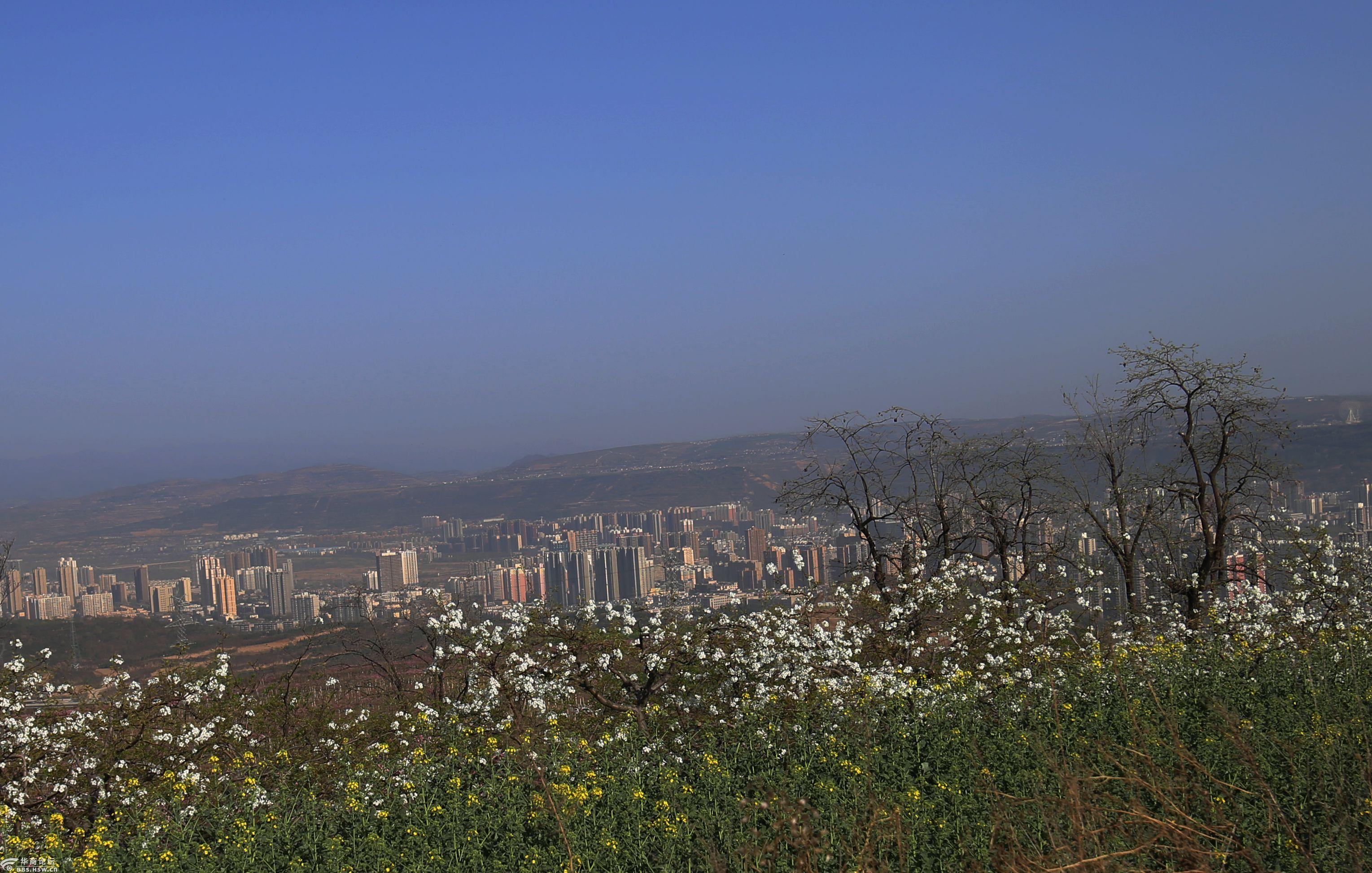 杨家山上桃花艳