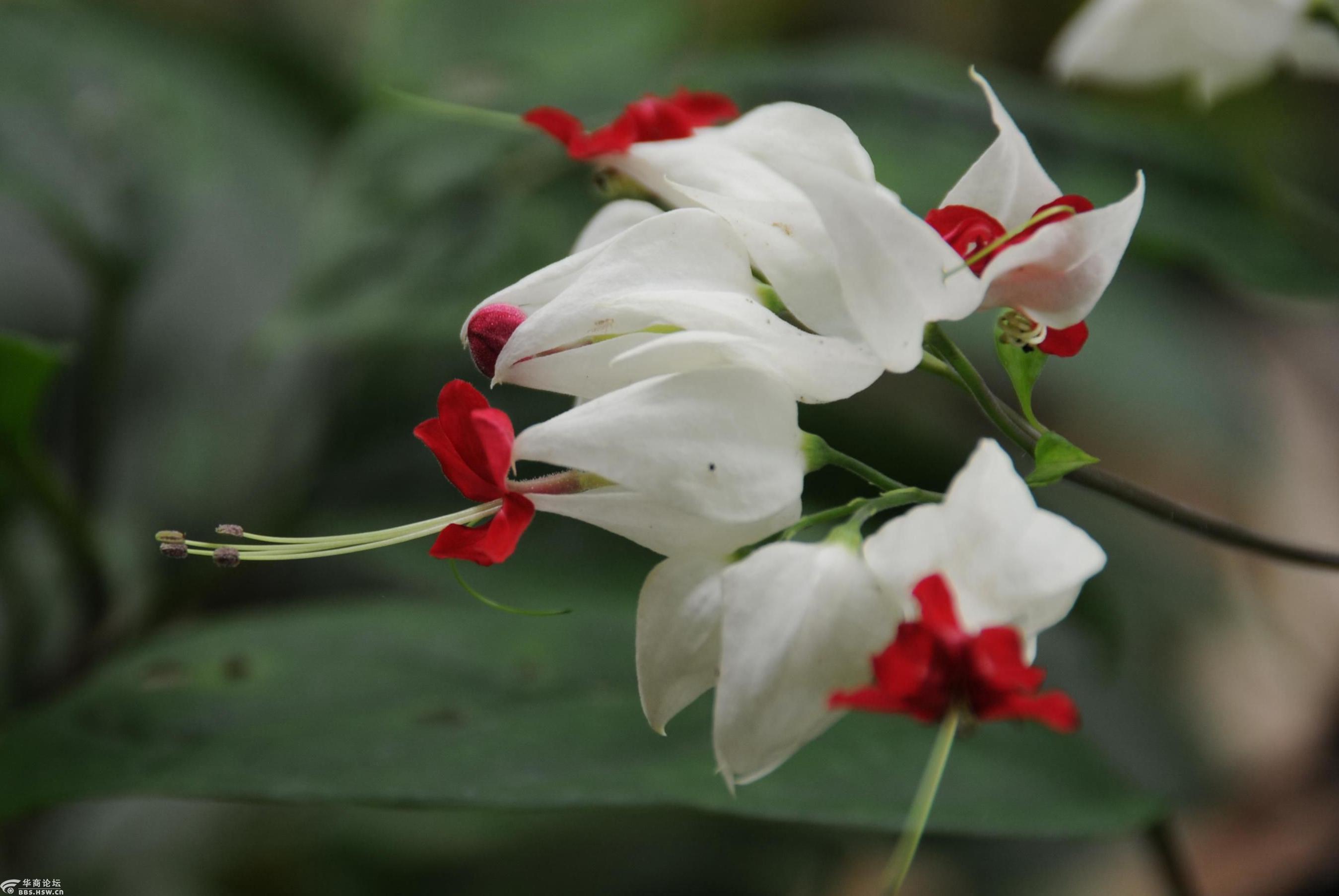 行摄飞扬秦岭花草57九龙吐珠