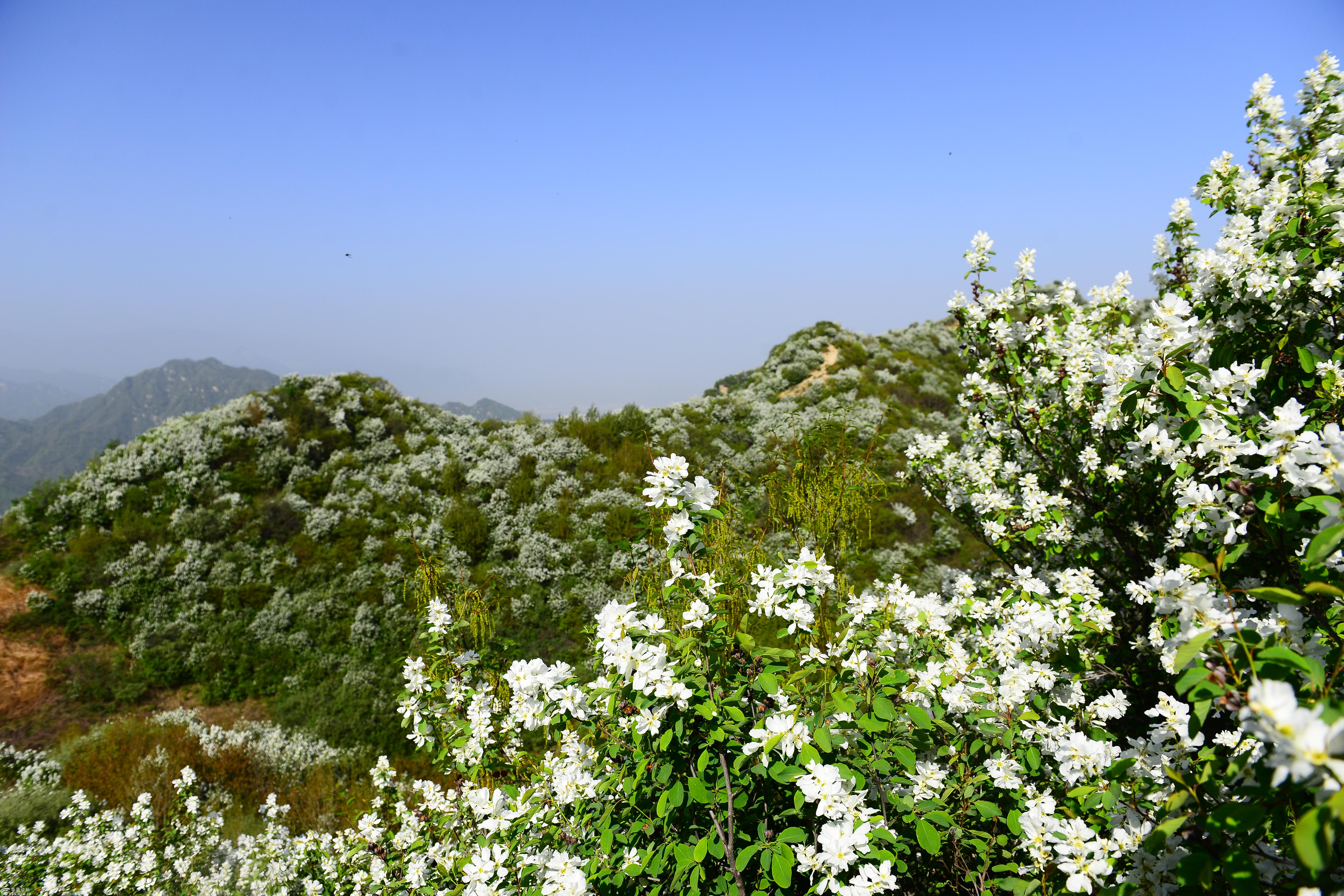 黄峪寺村里的白鹃梅