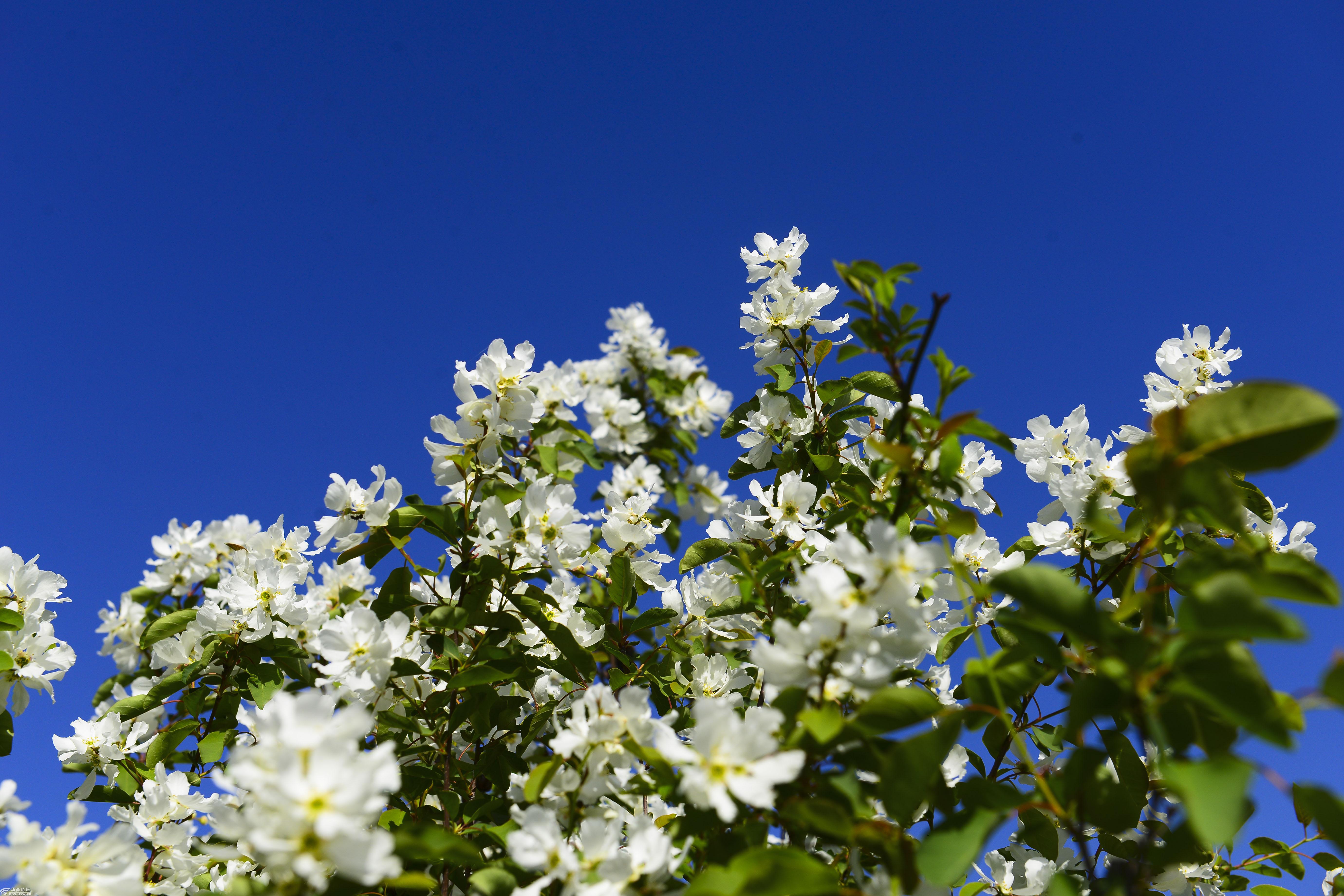 【春满长安】黄峪寺村里的白鹃梅