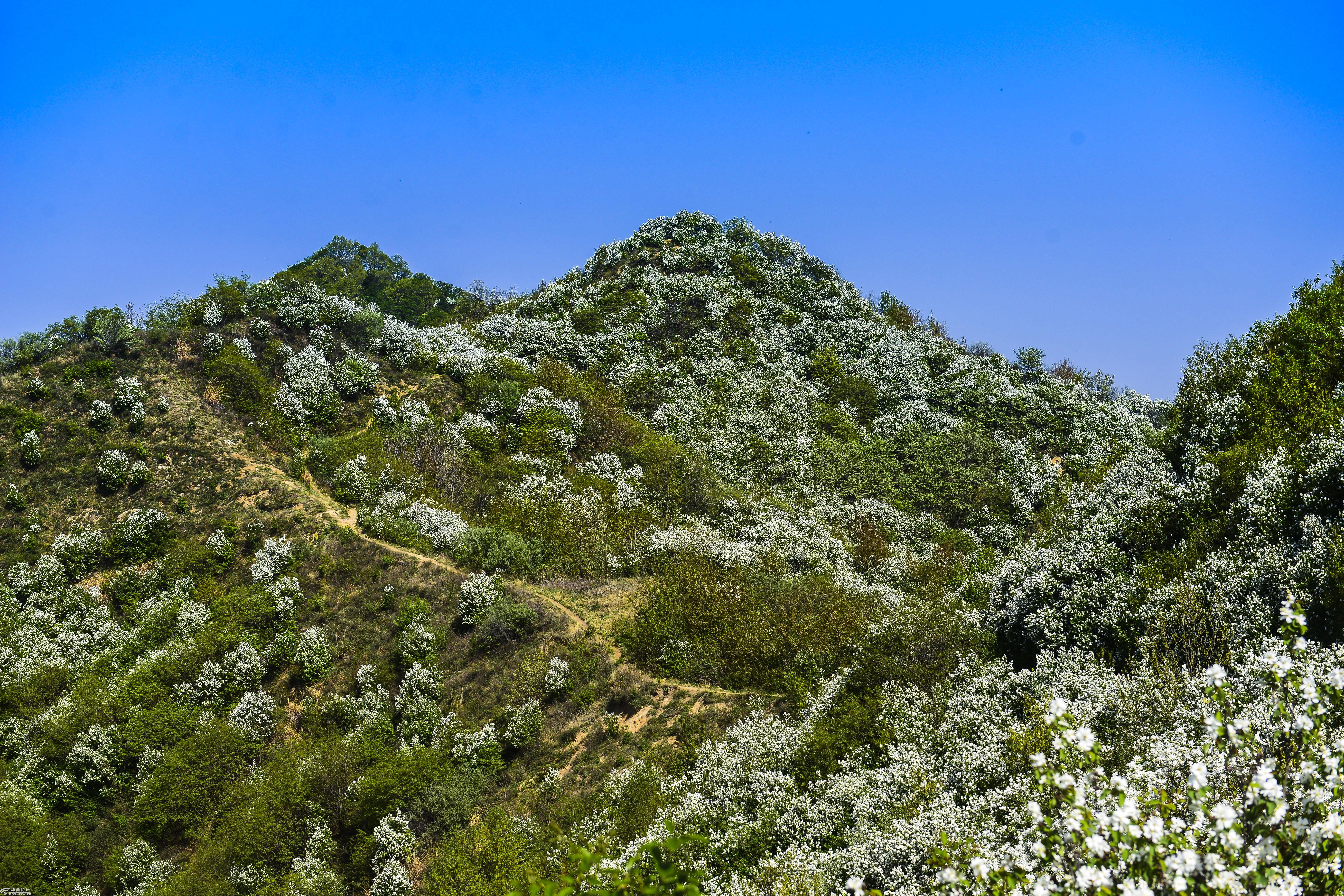 黄峪寺村里的白鹃梅