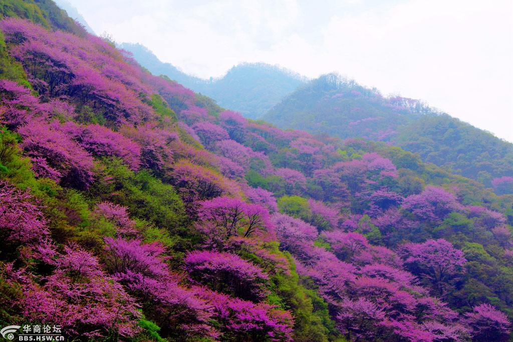 相逢户外4月7日太平峪西寺沟休闲徒步穿越管坪村赏紫荆花一日