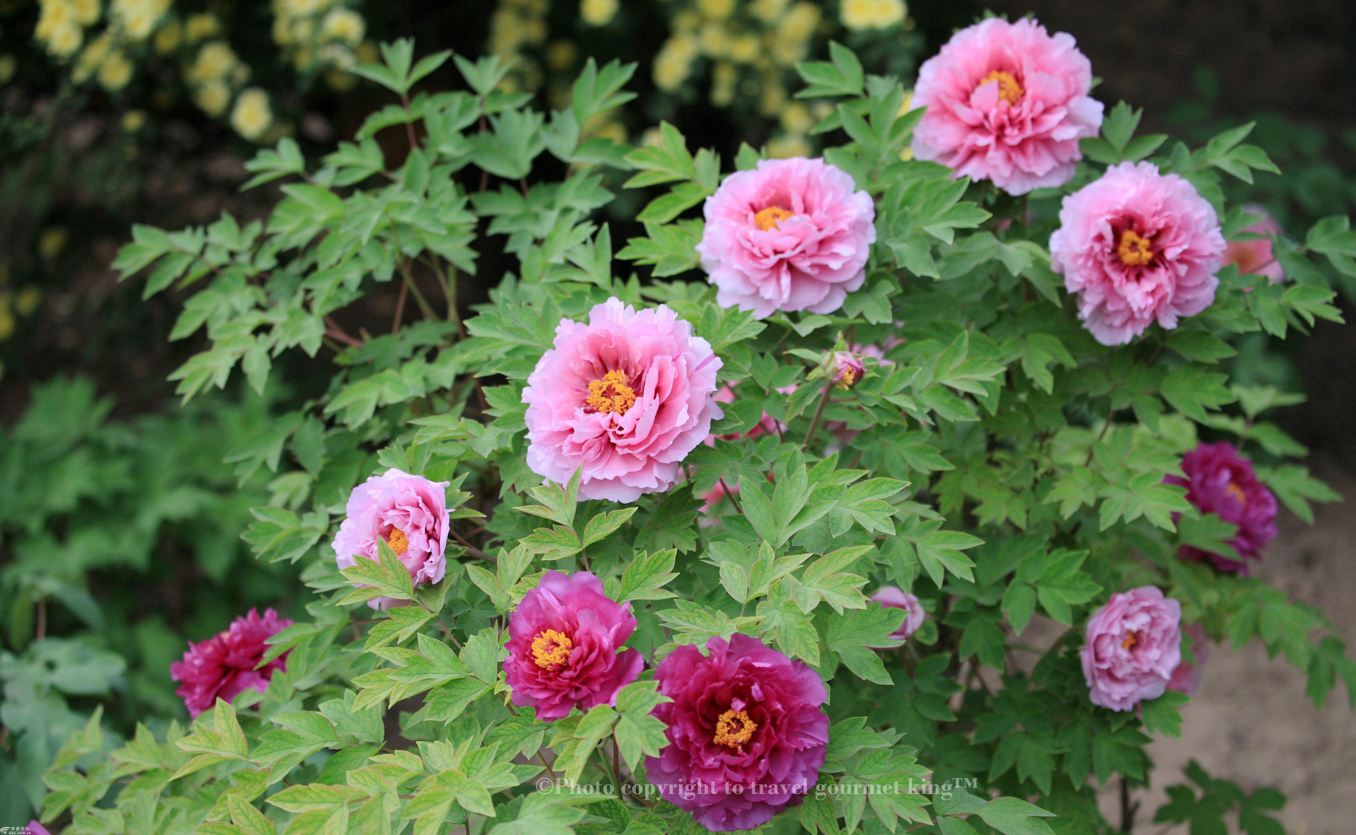 兴庆公园里的牡丹花