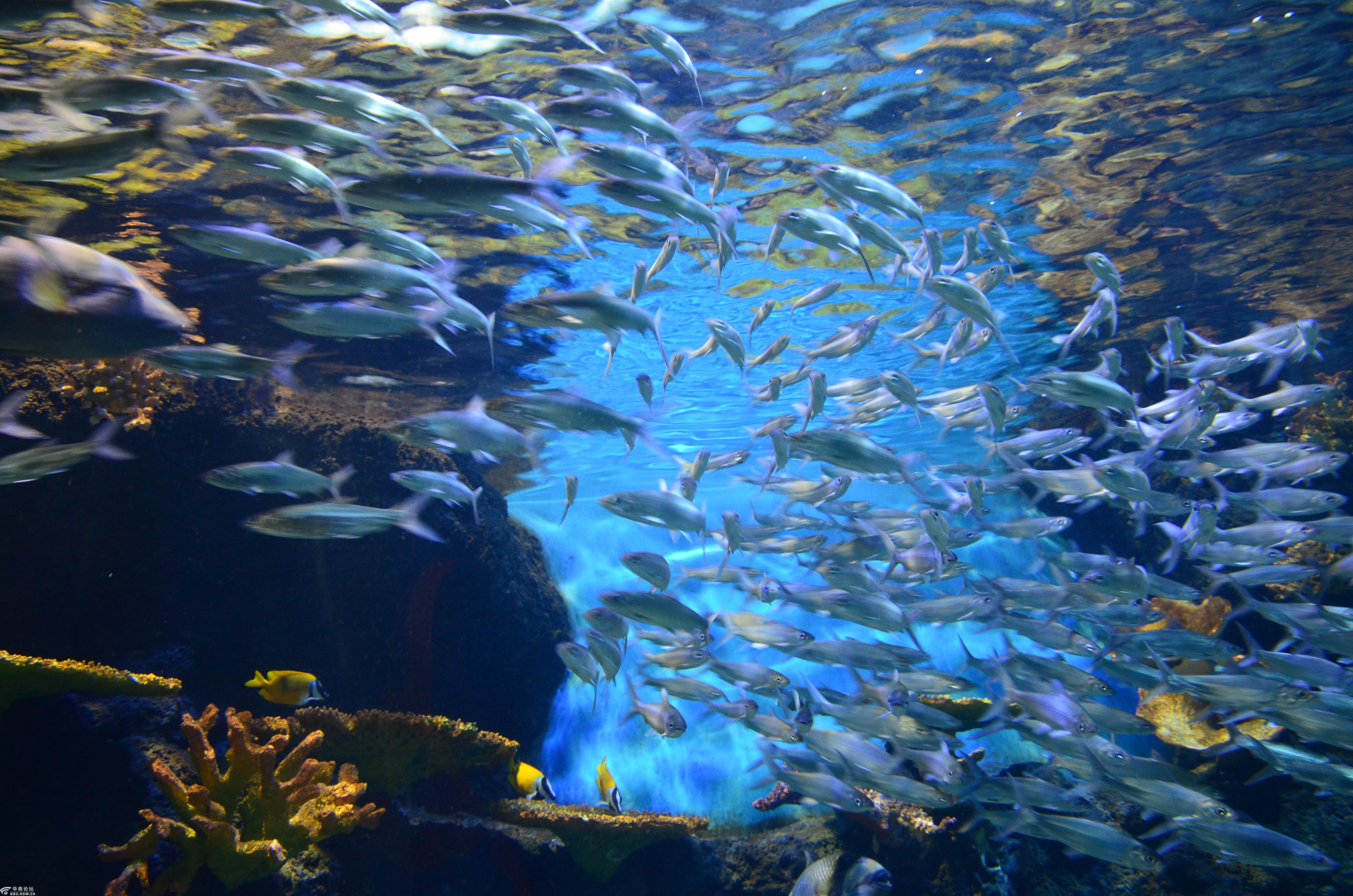 西安华夏文旅海洋公园