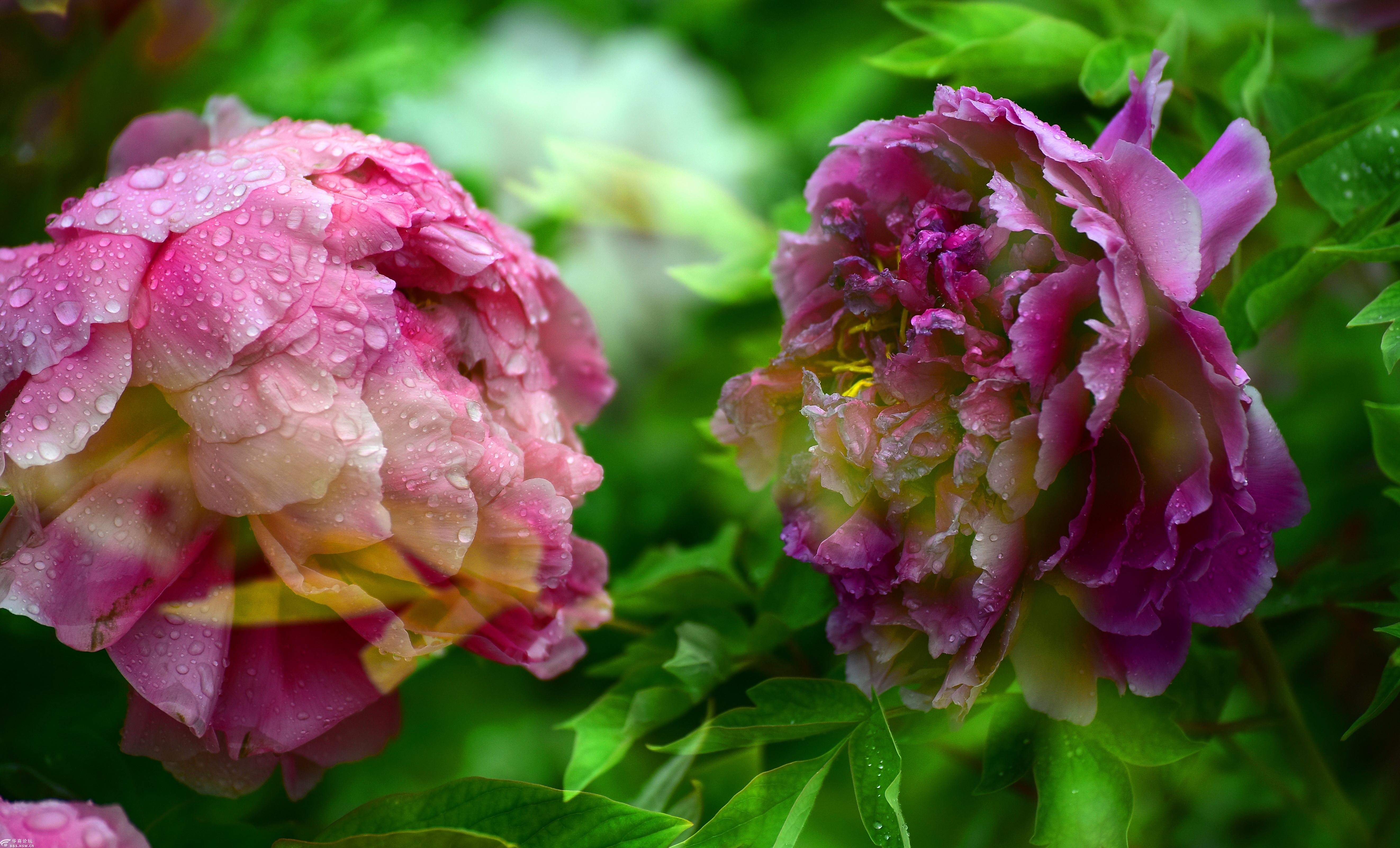 【春满长安】牡丹花开春满园-全民乱拍-华商论坛