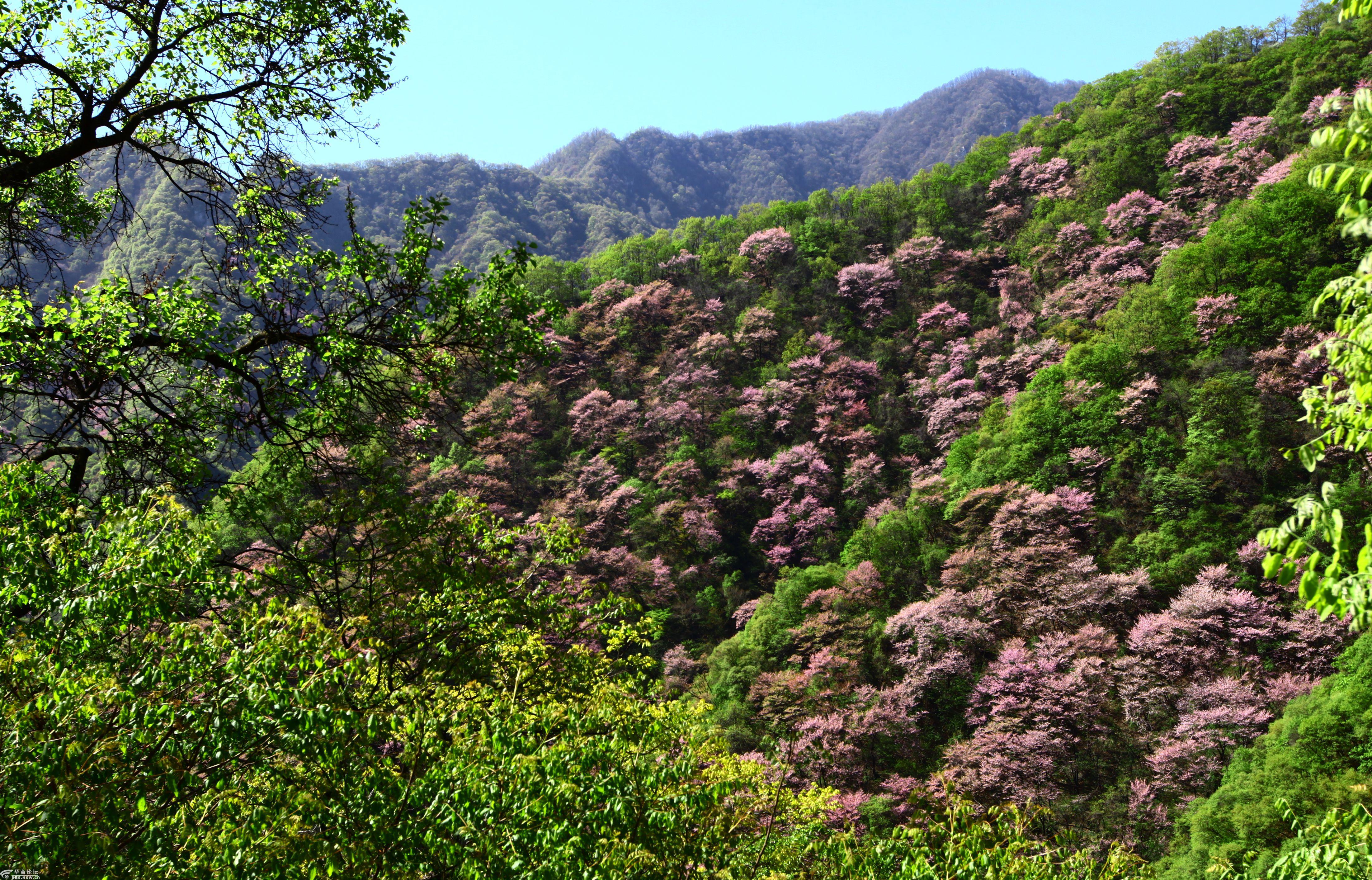 一日穿越西寺沟看尽南山紫荆花