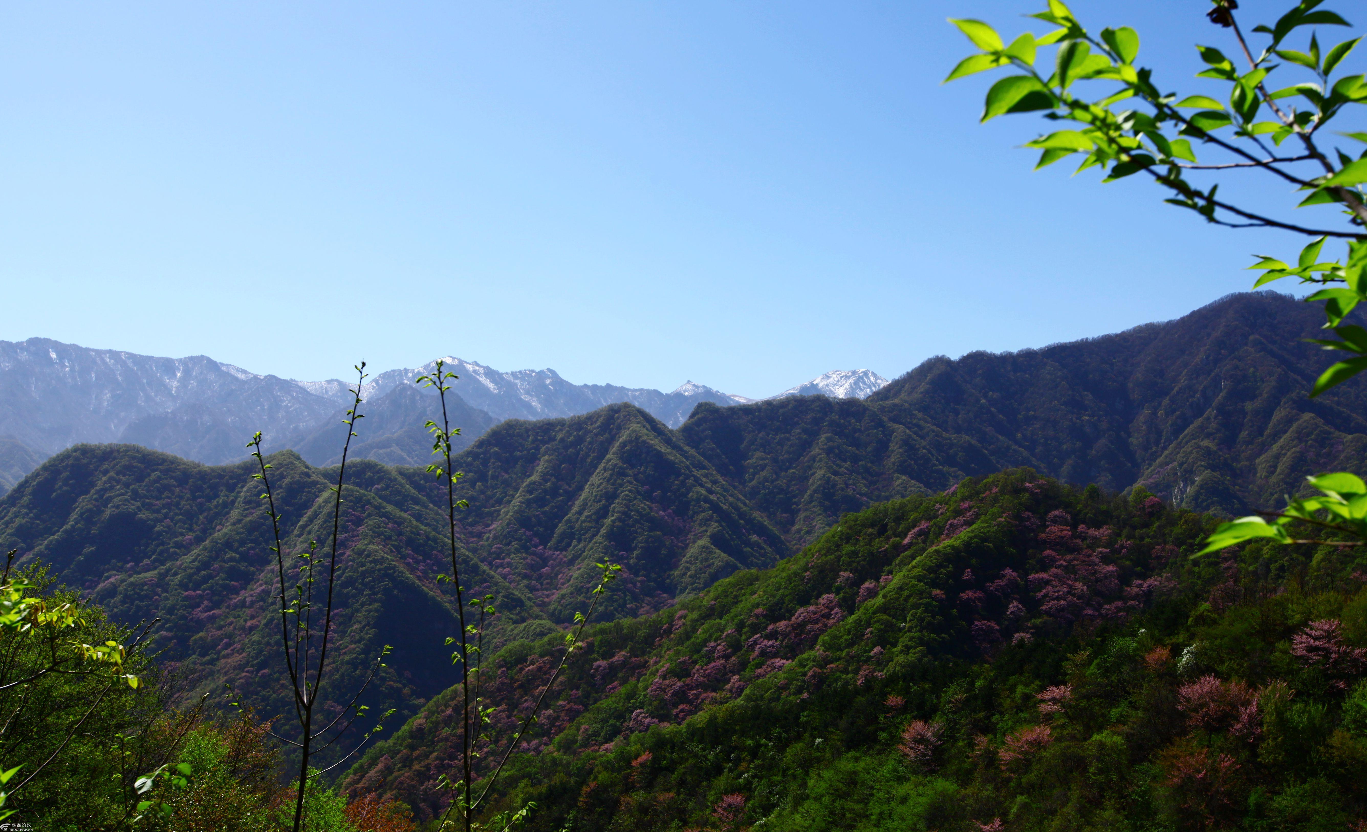 一日穿越西寺沟看尽南山紫荆花