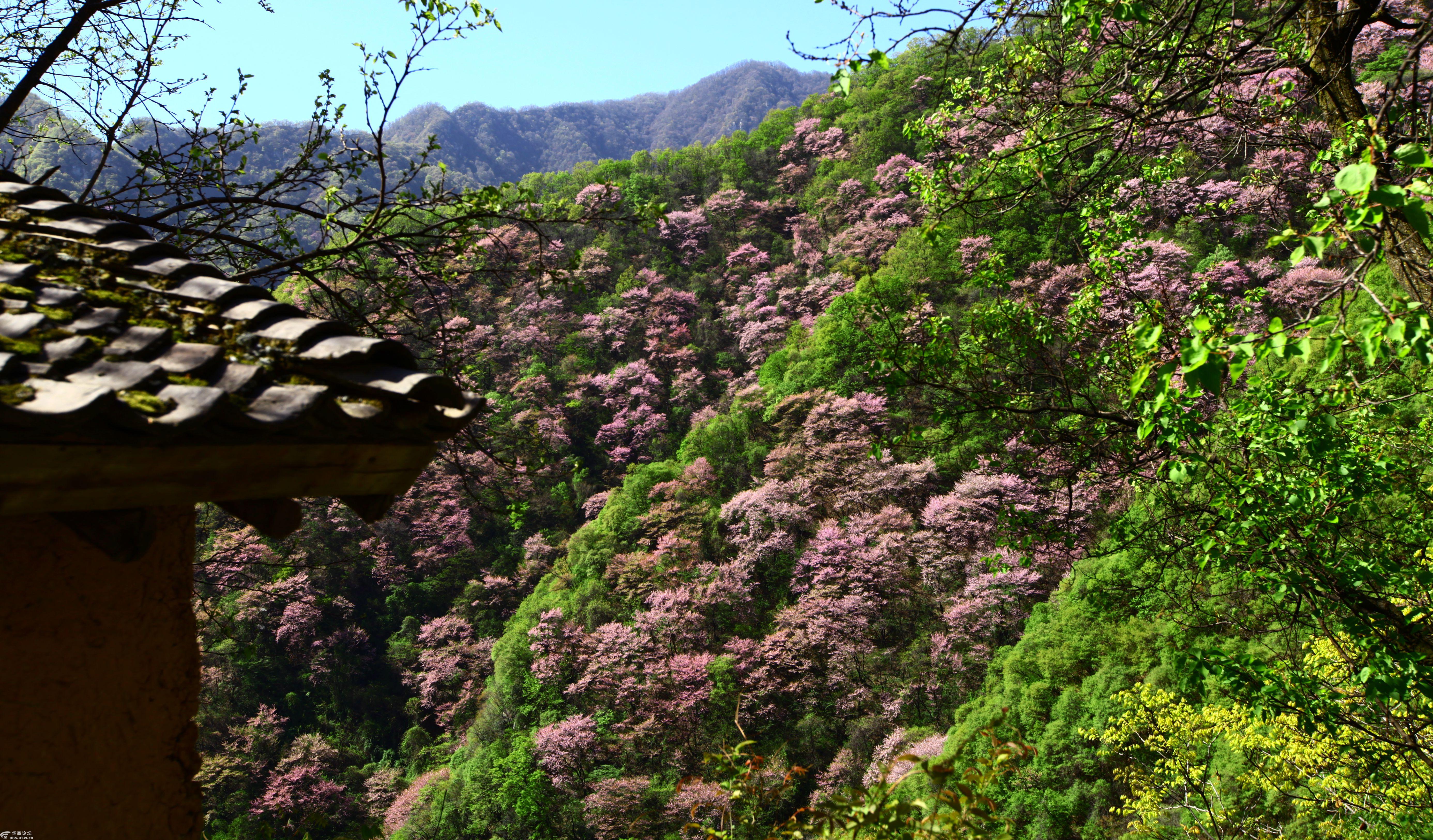 一日穿越西寺沟看尽南山紫荆花