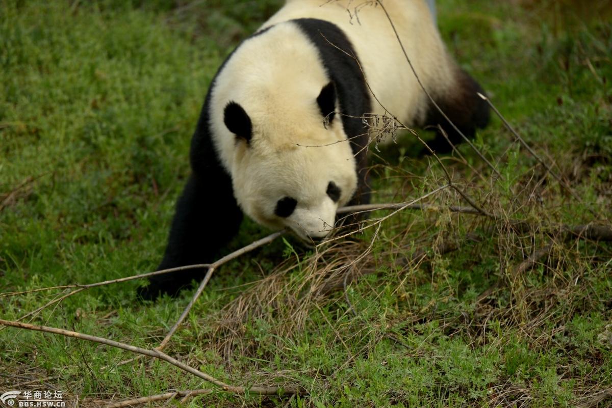 陕西省洋县山野大熊猫