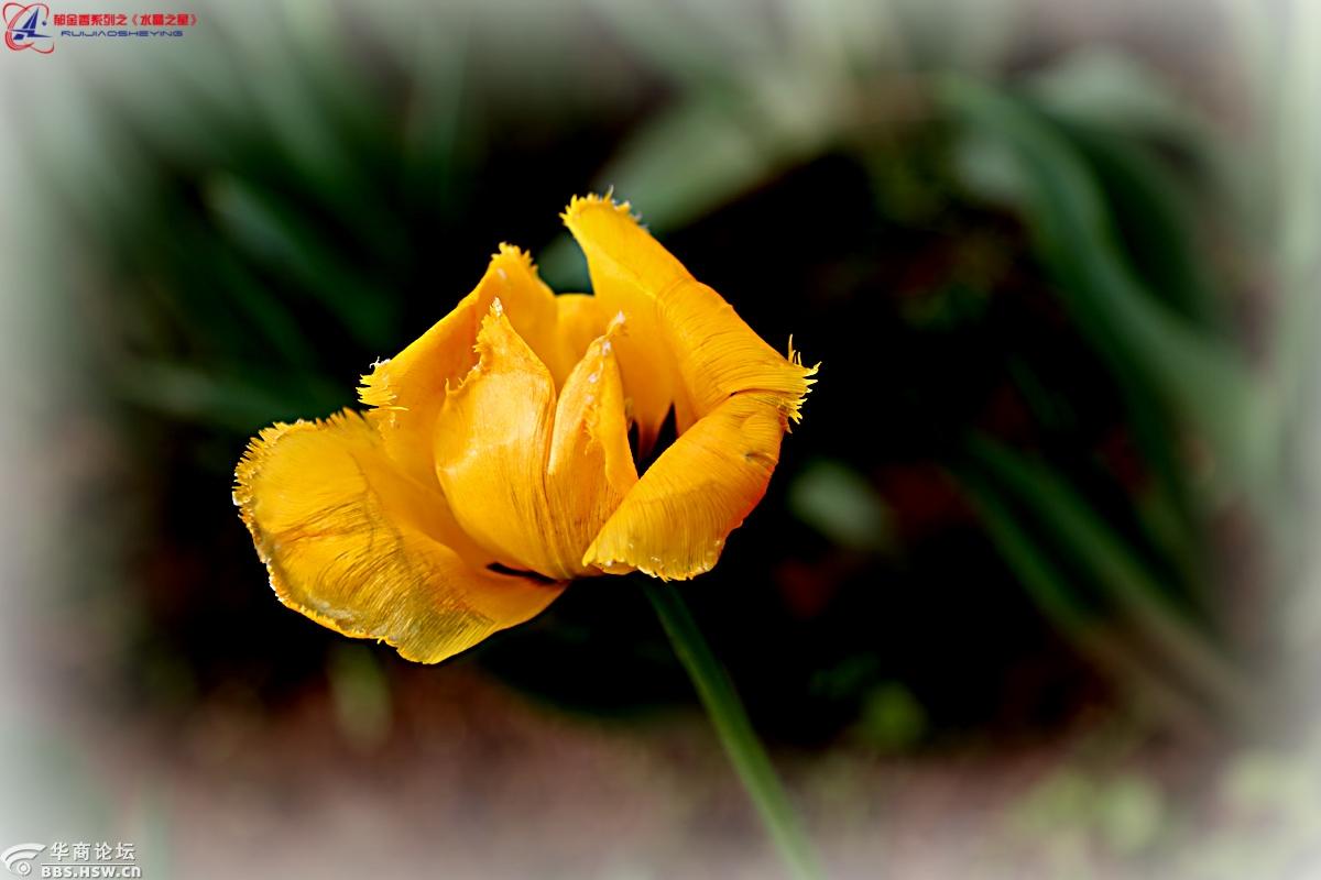 郁金香系列之水晶之星