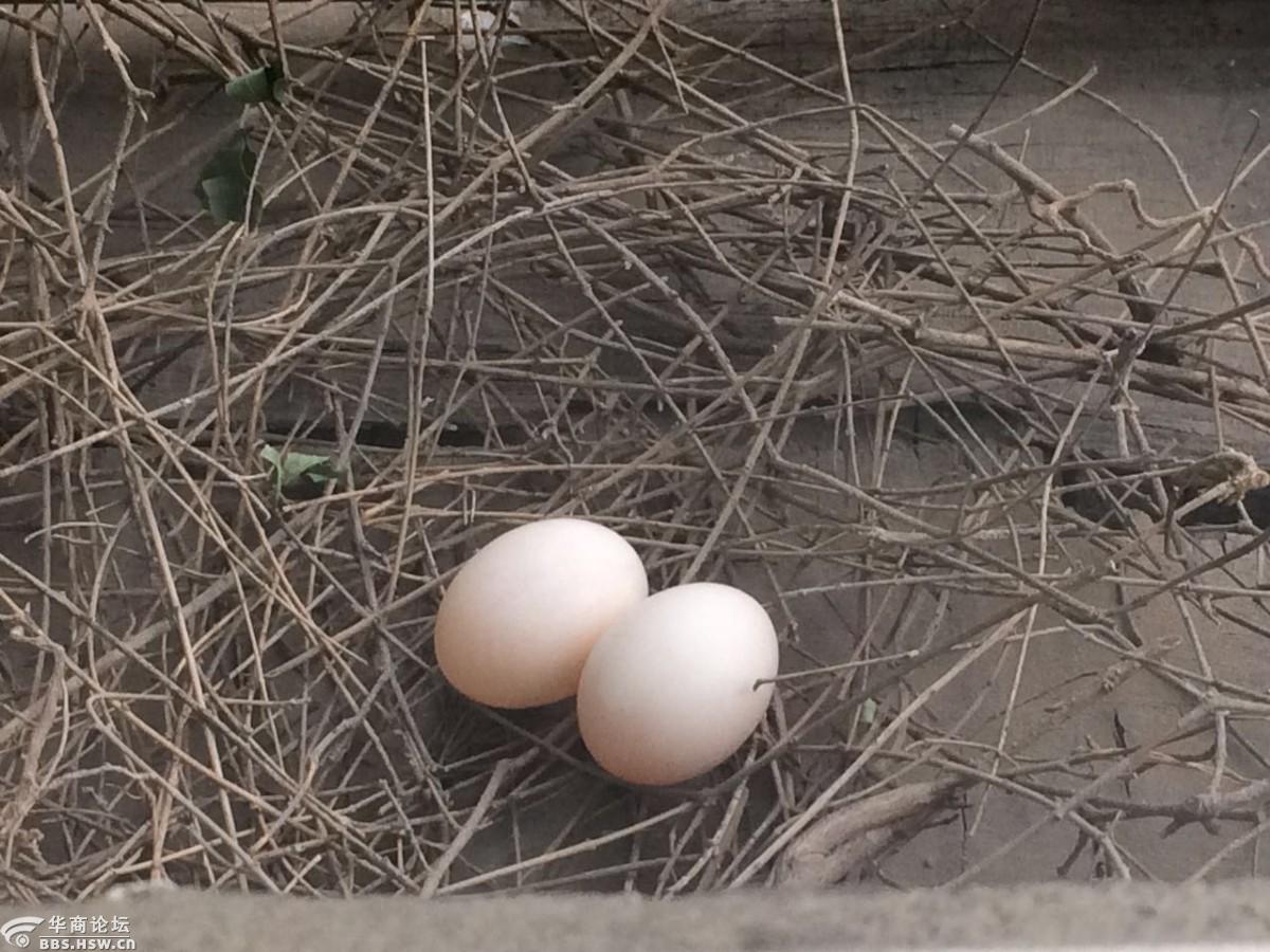 我家的斑鸠为何弃蛋离巢?