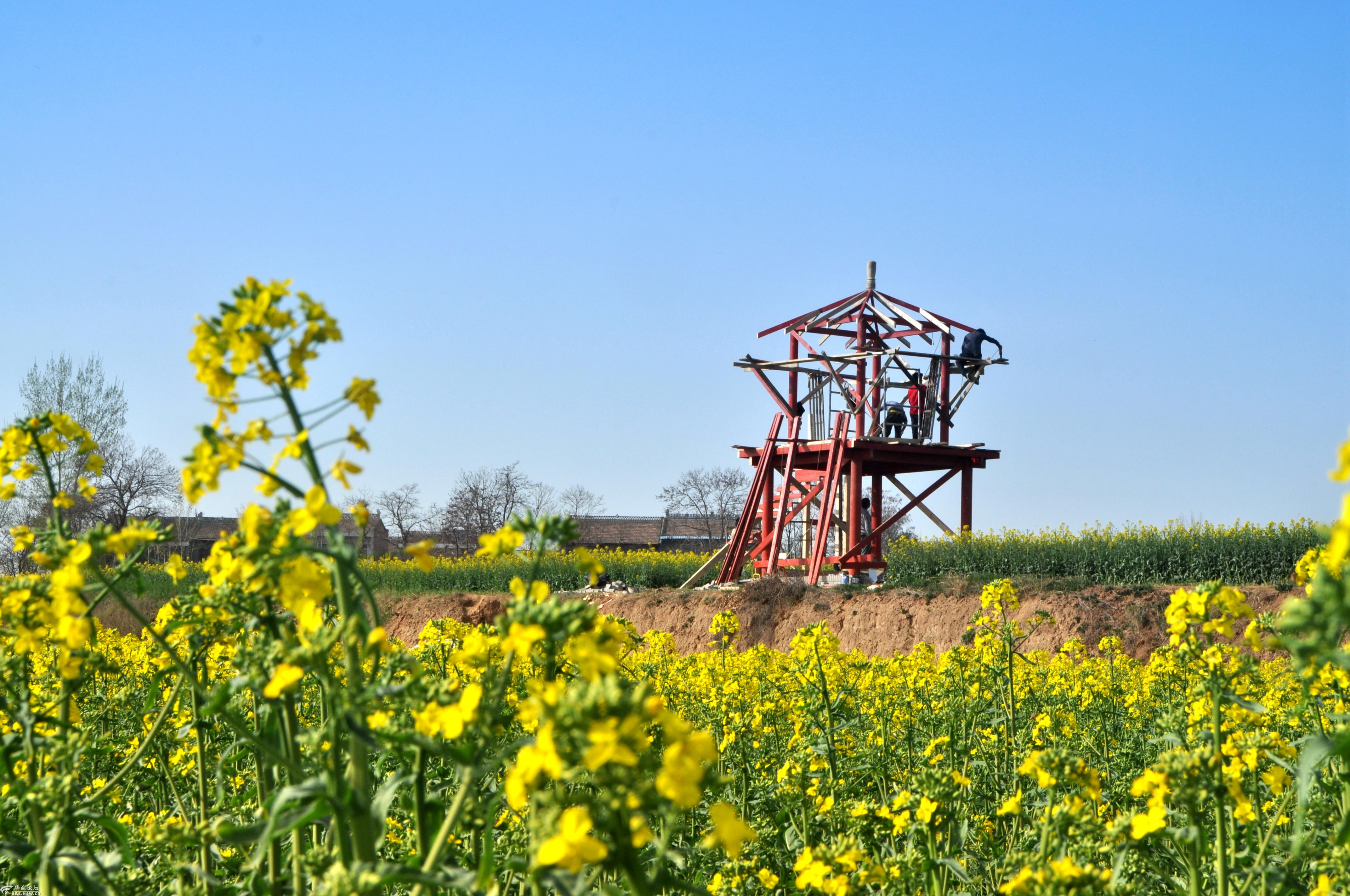 武功古城油菜花海