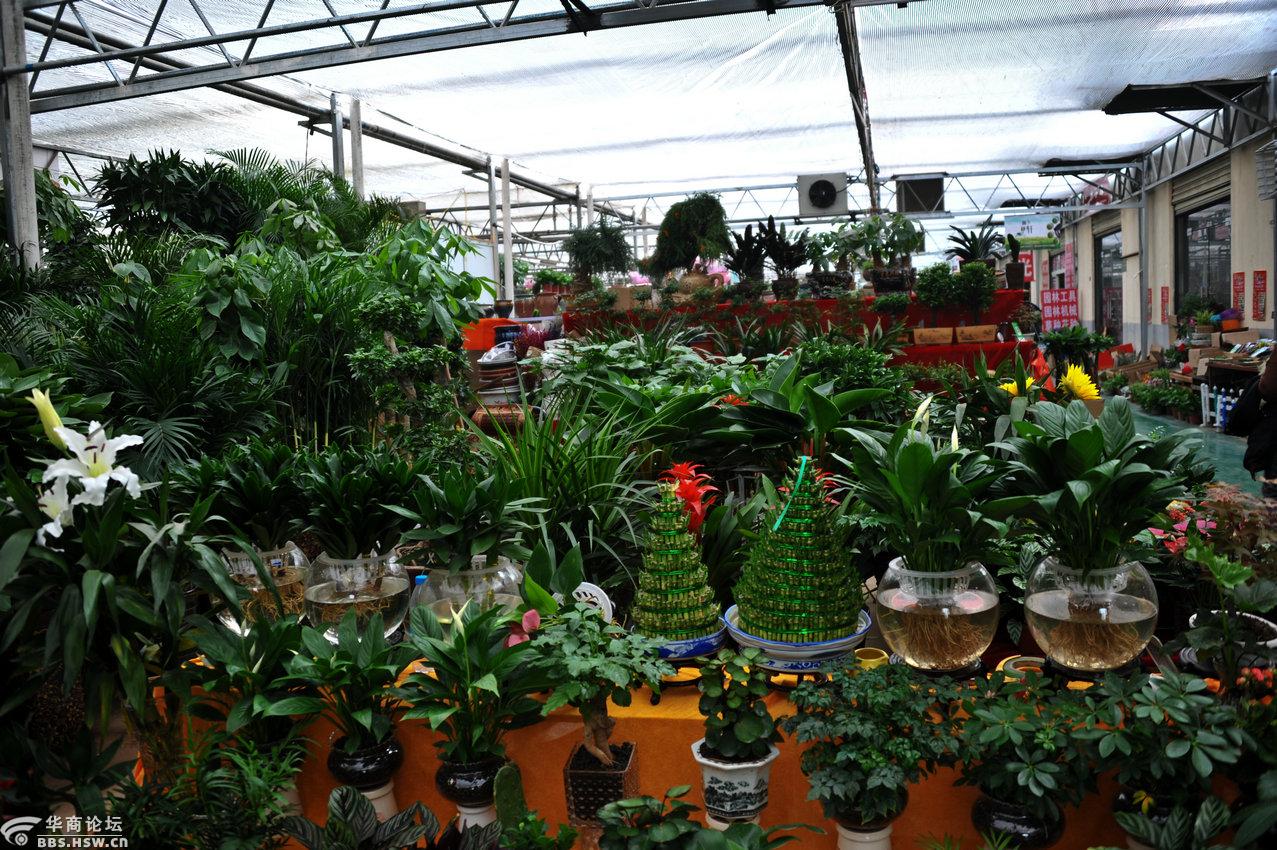 巨坤花卉中心赏花-西安论坛-华商论坛