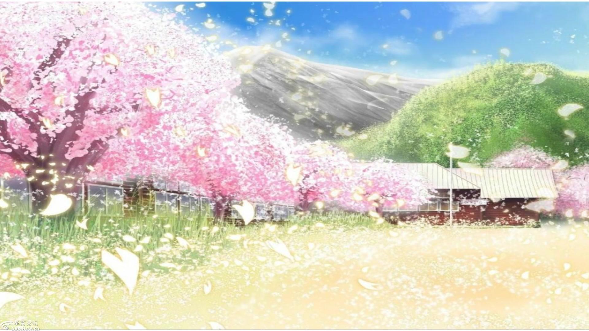 樱花粉飞时一年仅一次