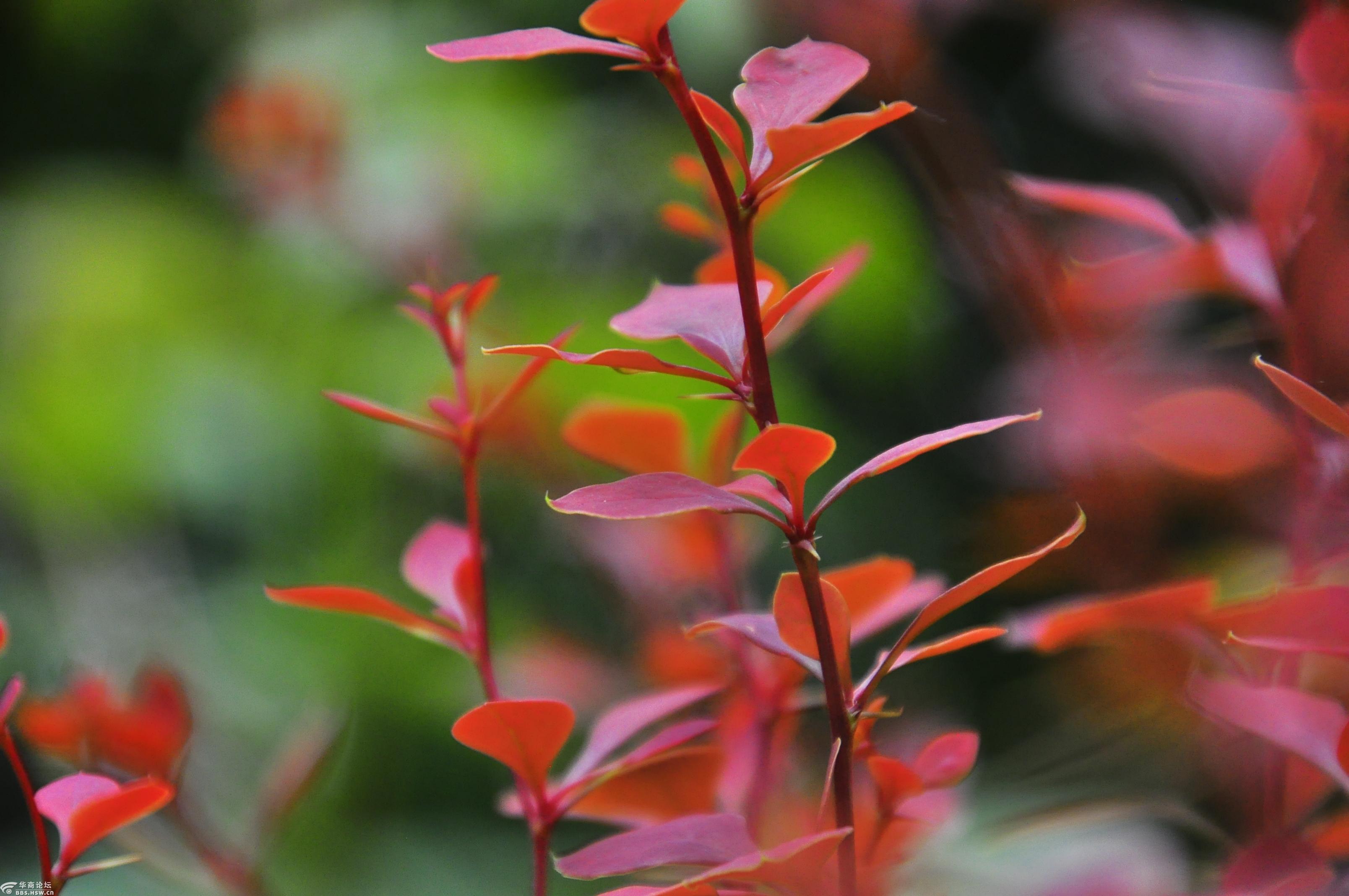 春满长安春光无限映古城红叶小檗叶正红