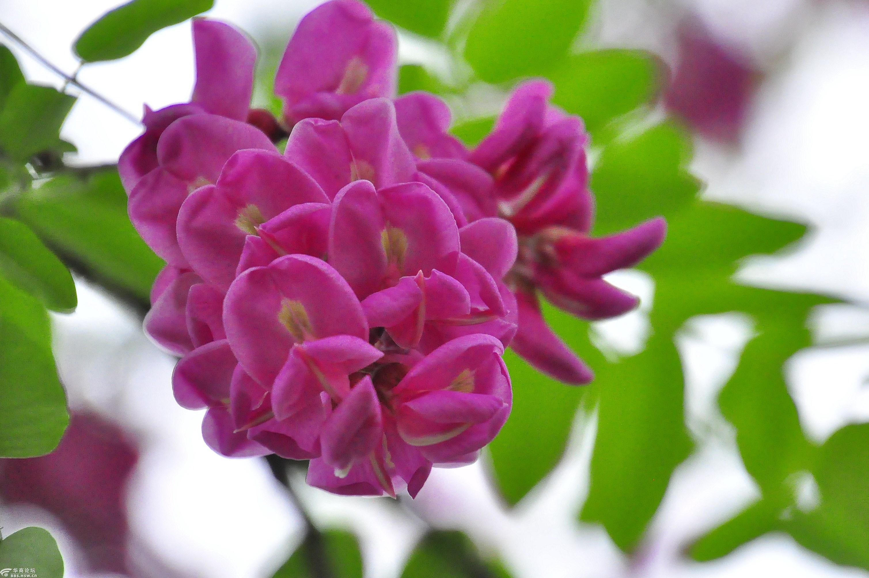 红槐花开古城添彩