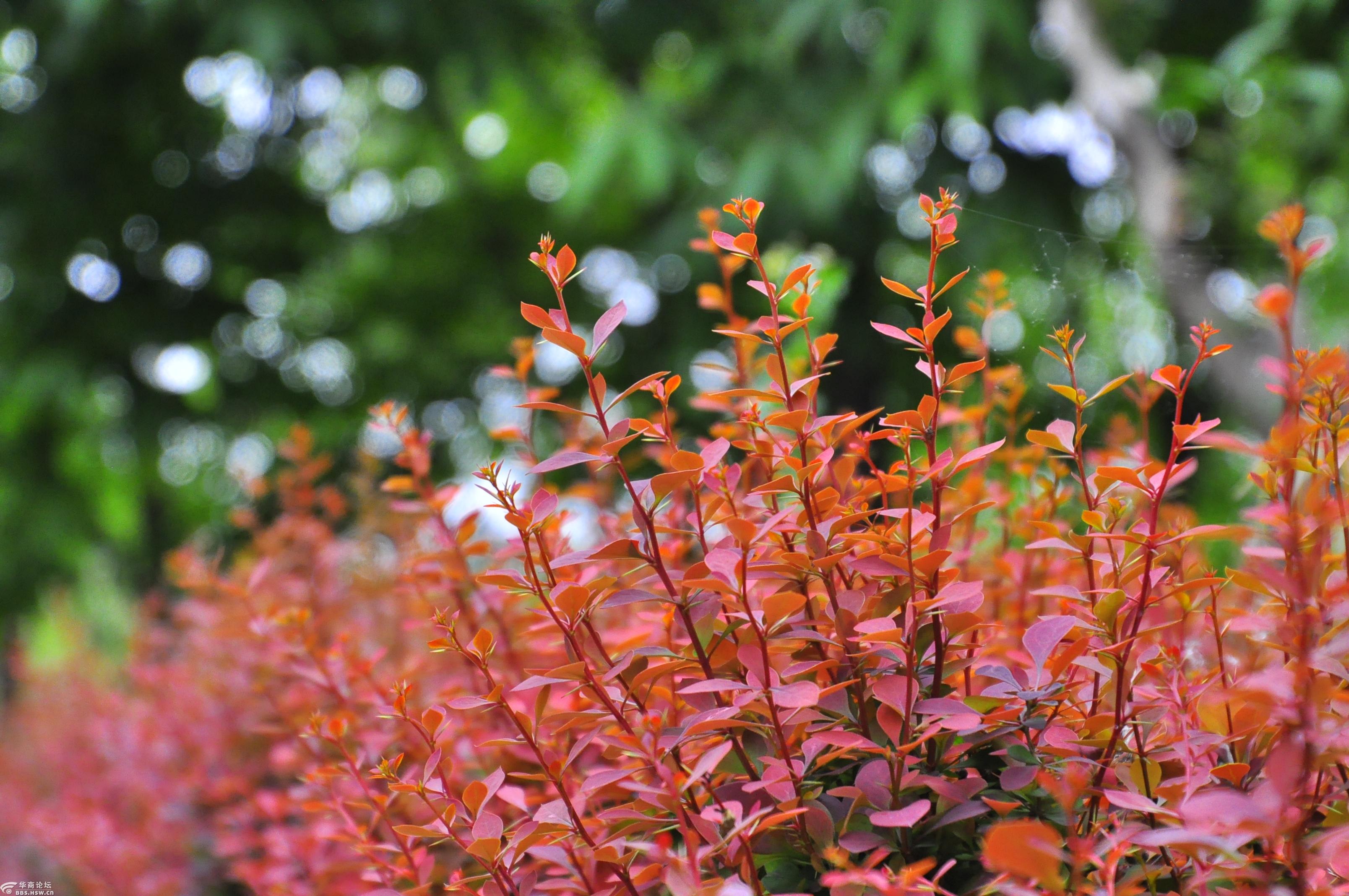 春满长安春光无限映古城红叶小檗叶正红