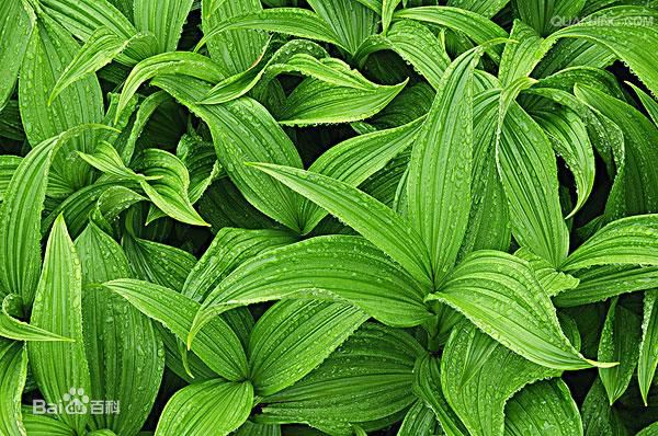 行摄飞扬秦岭花草64藜芦