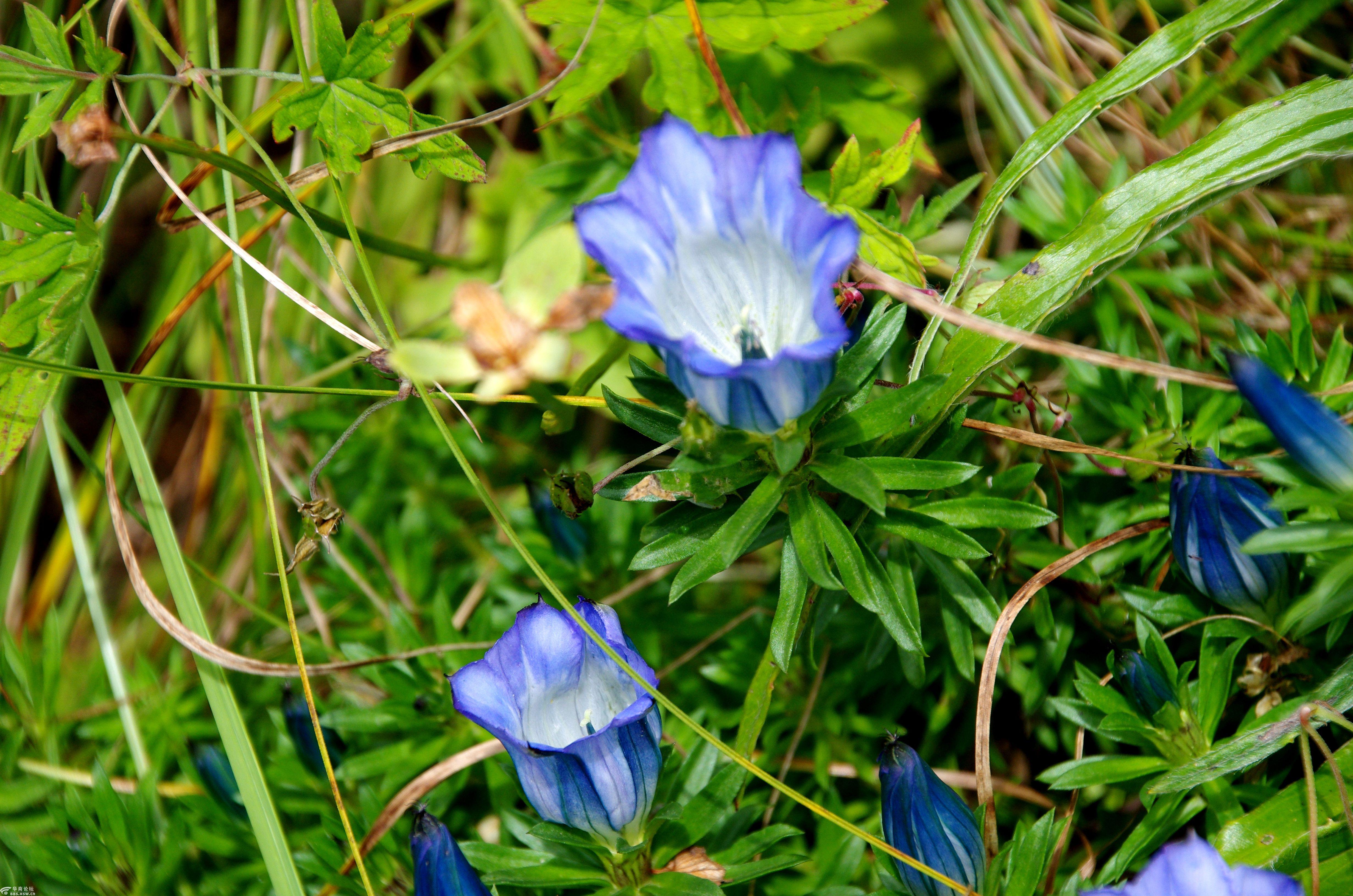 行摄飞扬秦岭花草67龙胆花