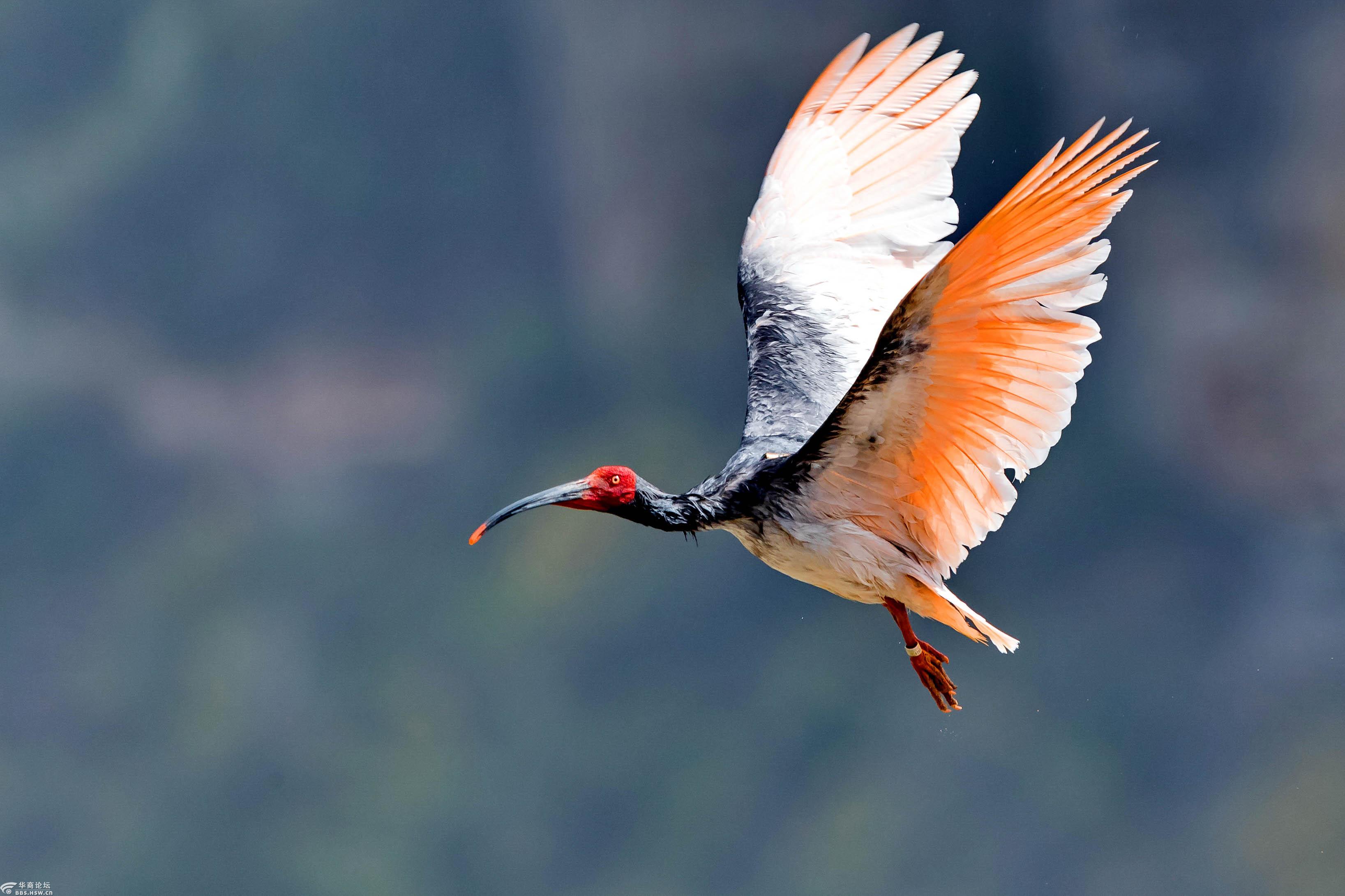 朱鹮全国摄影大赛春的气息朱鹮飞舞