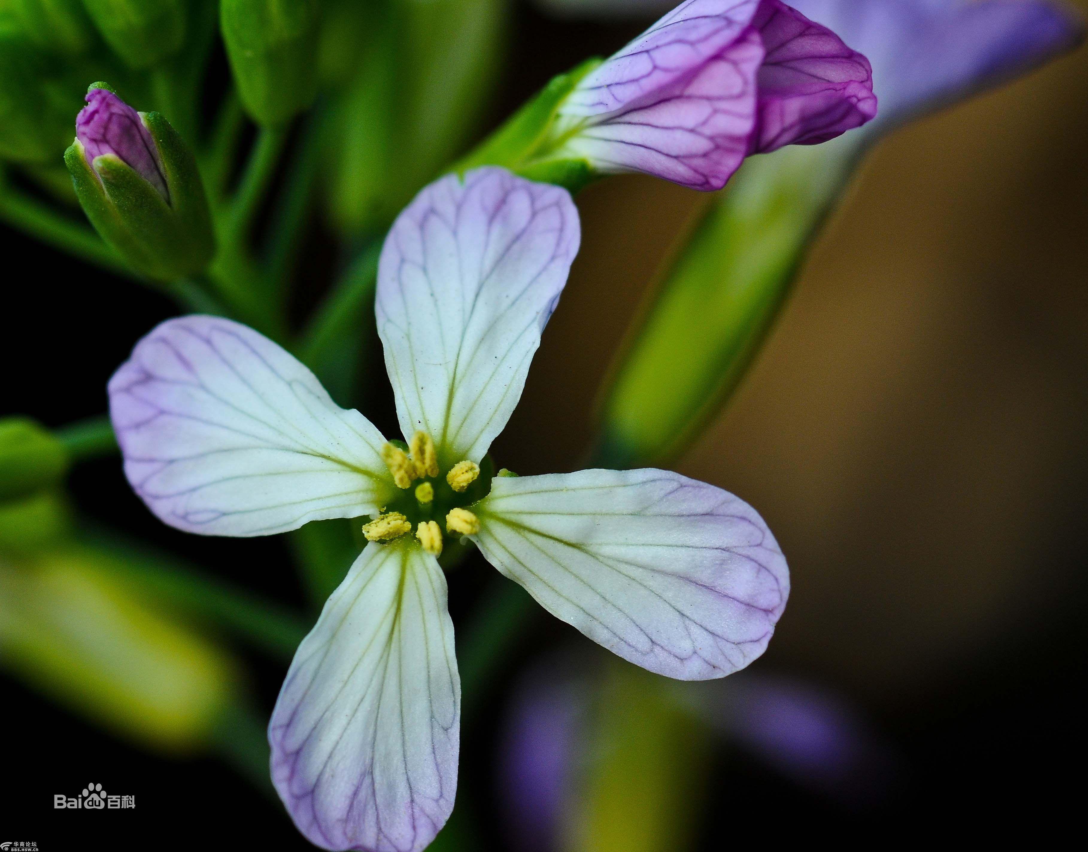行摄飞扬秦岭花草68萝卜花