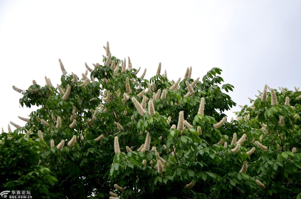 新纪元公园的七叶树开花了