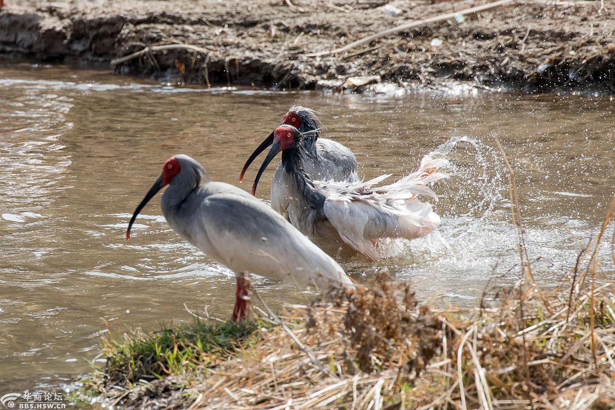 【朱鹮全国摄影大赛】沐浴沮水