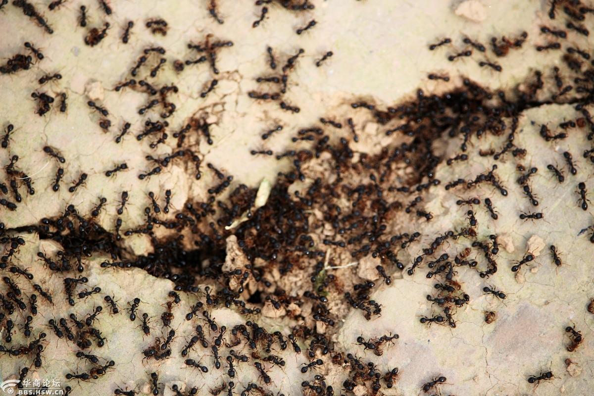 蚂蚁王国密集恐惧症的不要看