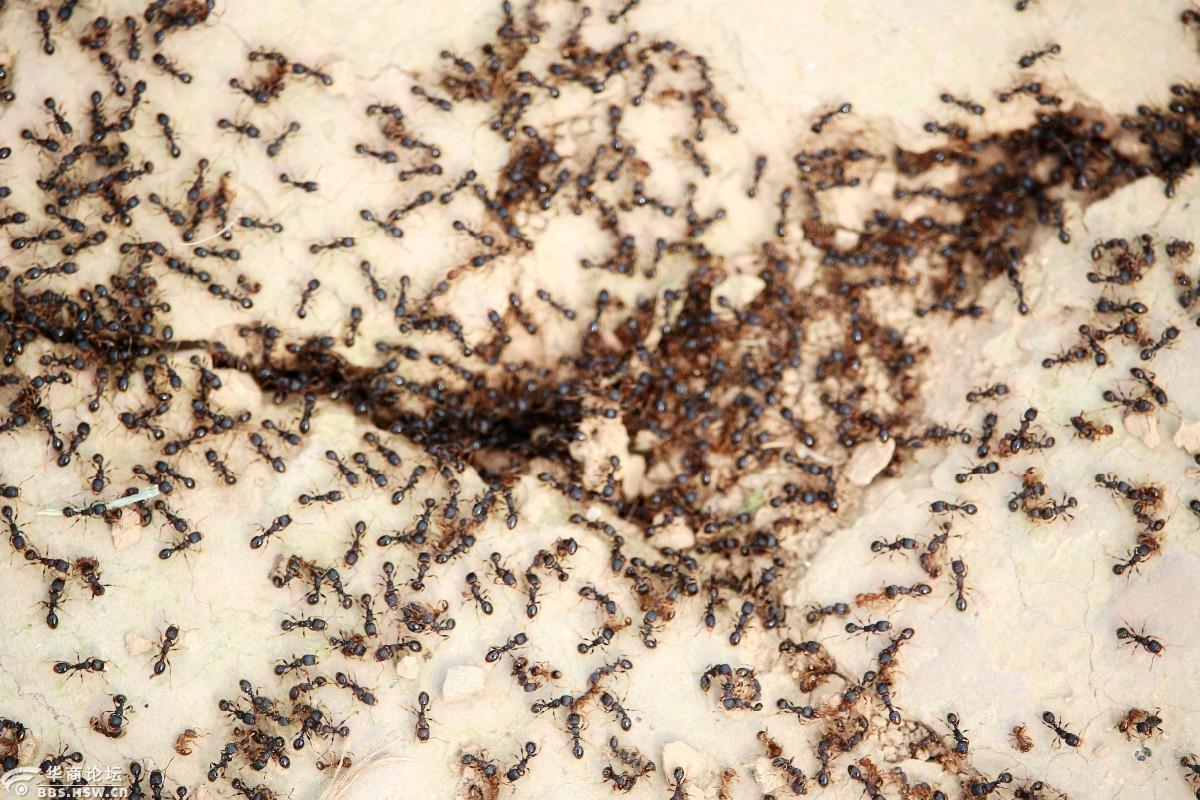 蚂蚁王国密集恐惧症的不要看