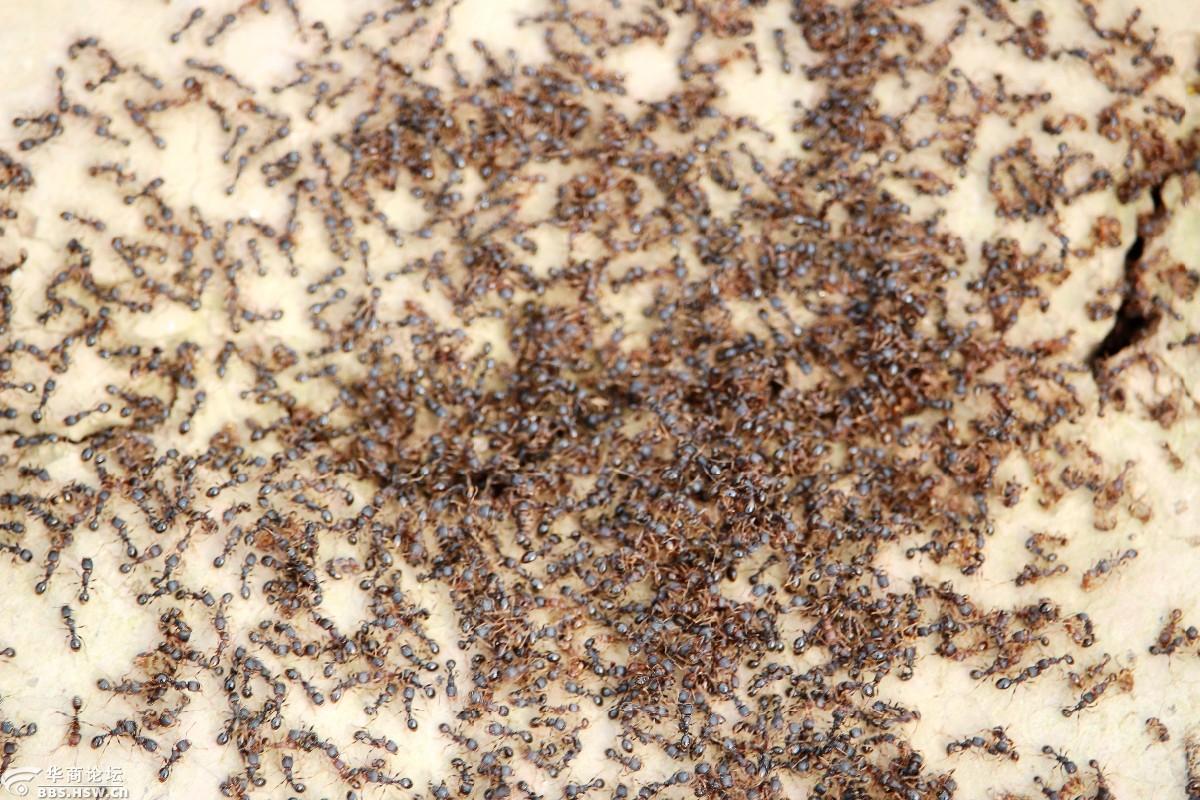 蚂蚁王国密集恐惧症的不要看