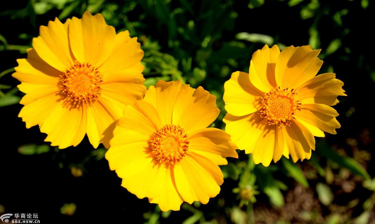 大明宫遗址公园的大叶金鸡菊花开正美