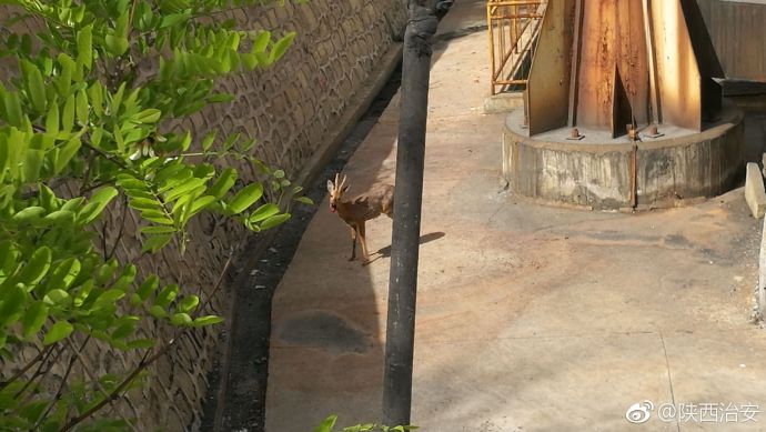 一只野生"羊鹿子"出现在铜川 嘴部有伤