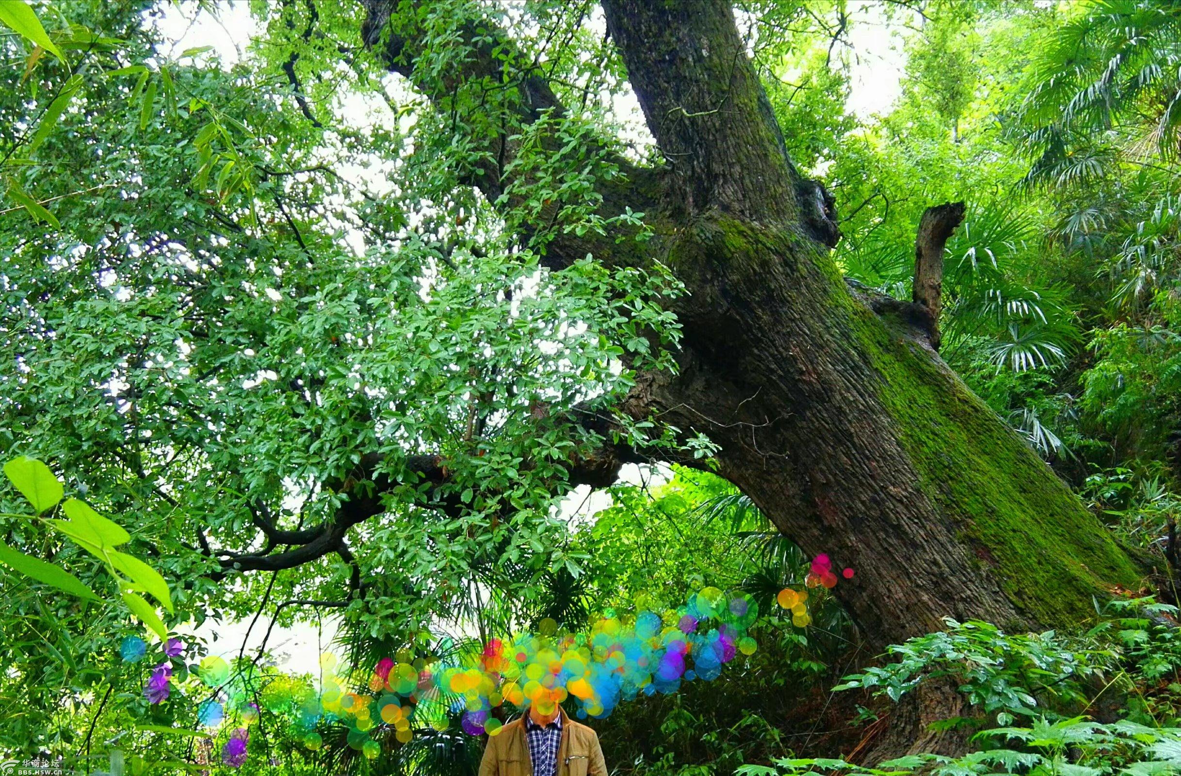 略阳发现千年铁甲树