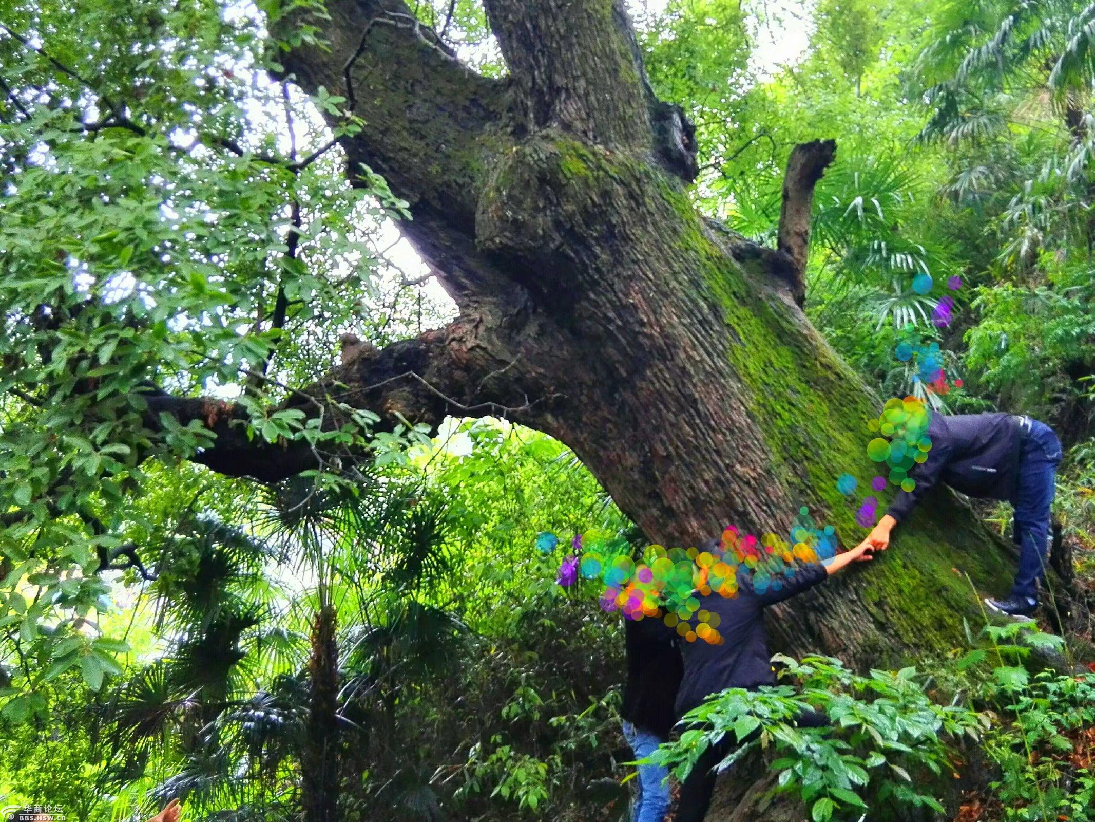 略阳发现千年铁甲树