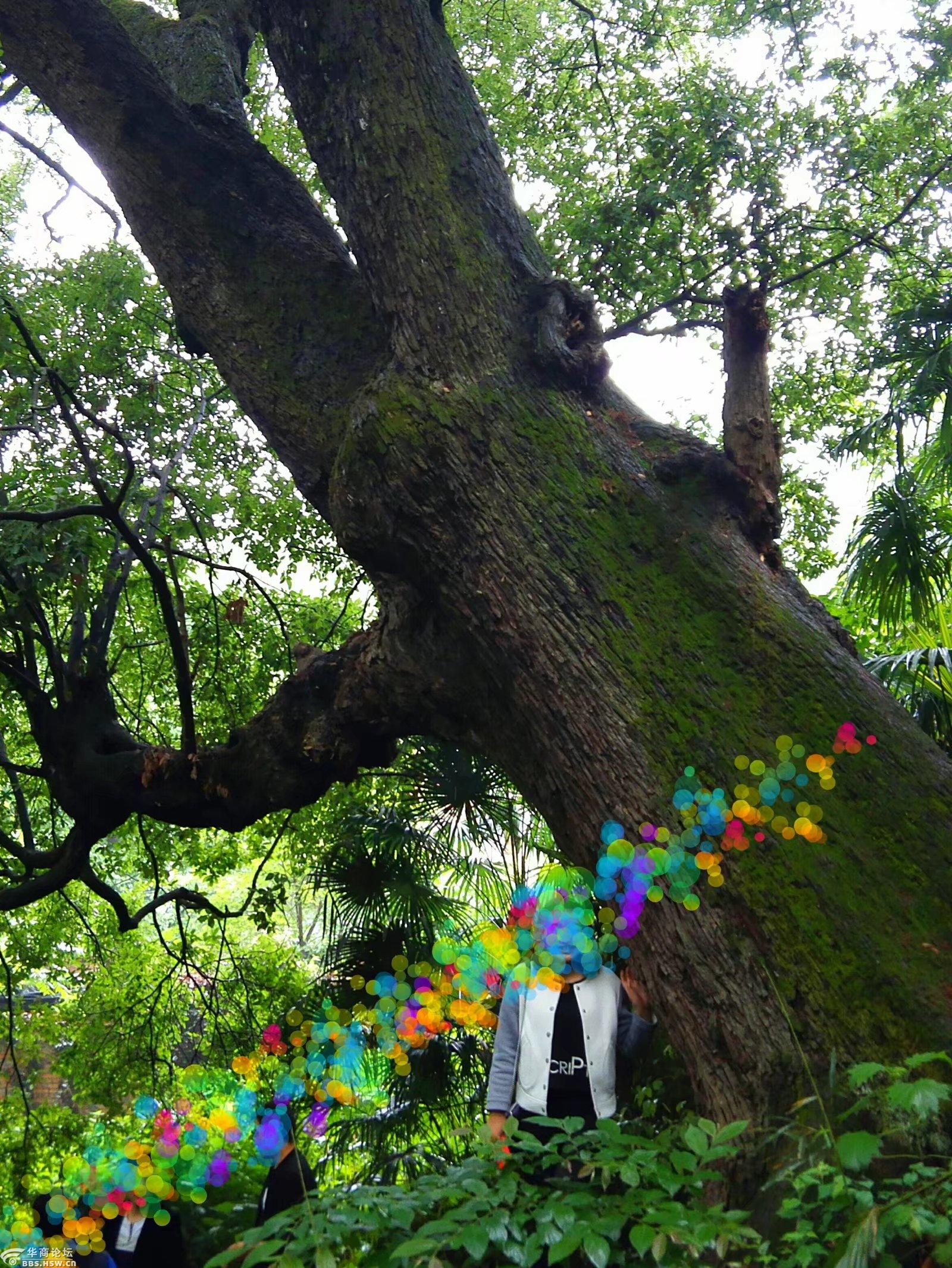 略阳发现千年铁甲树