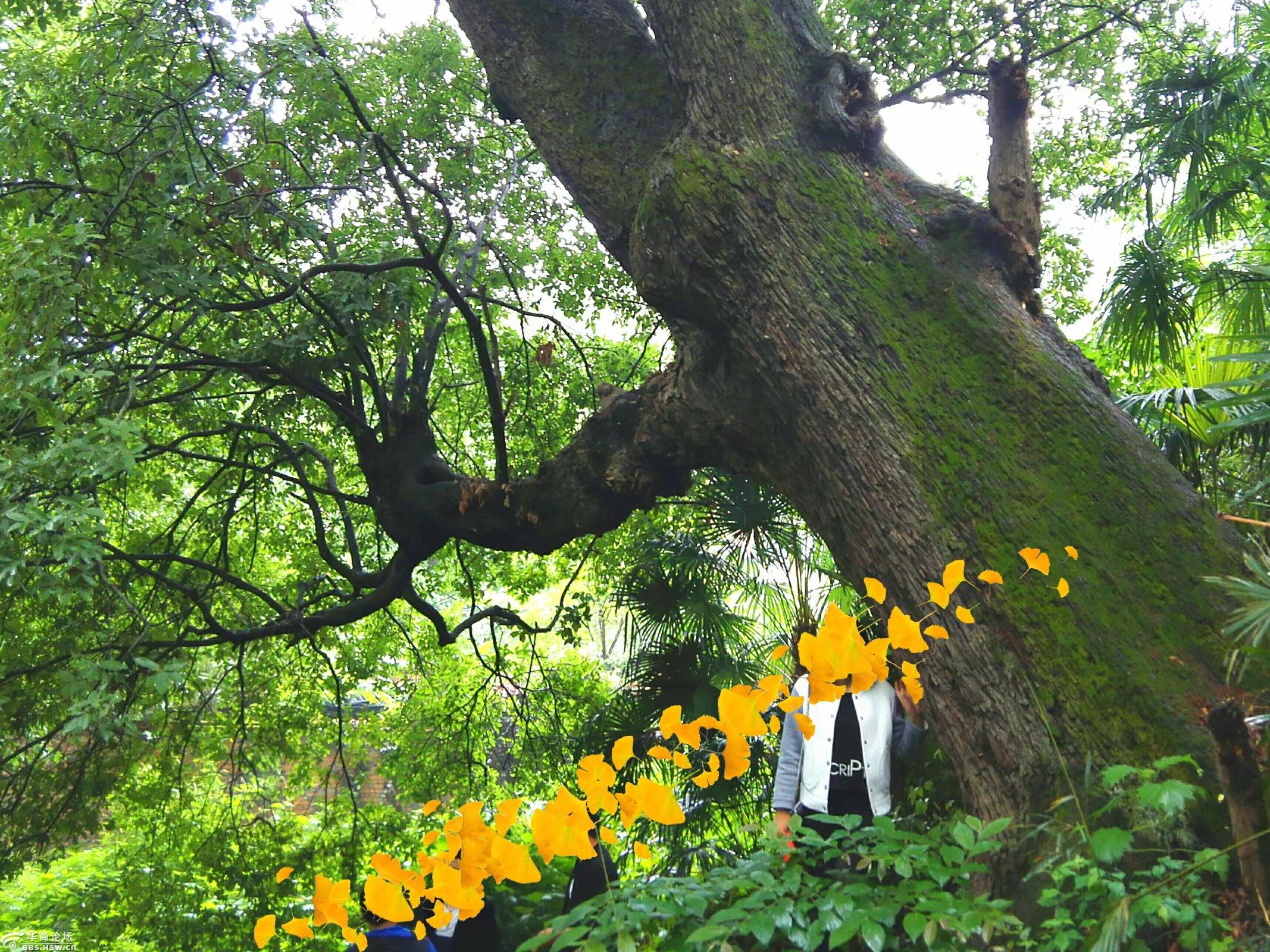 略阳发现千年铁甲树