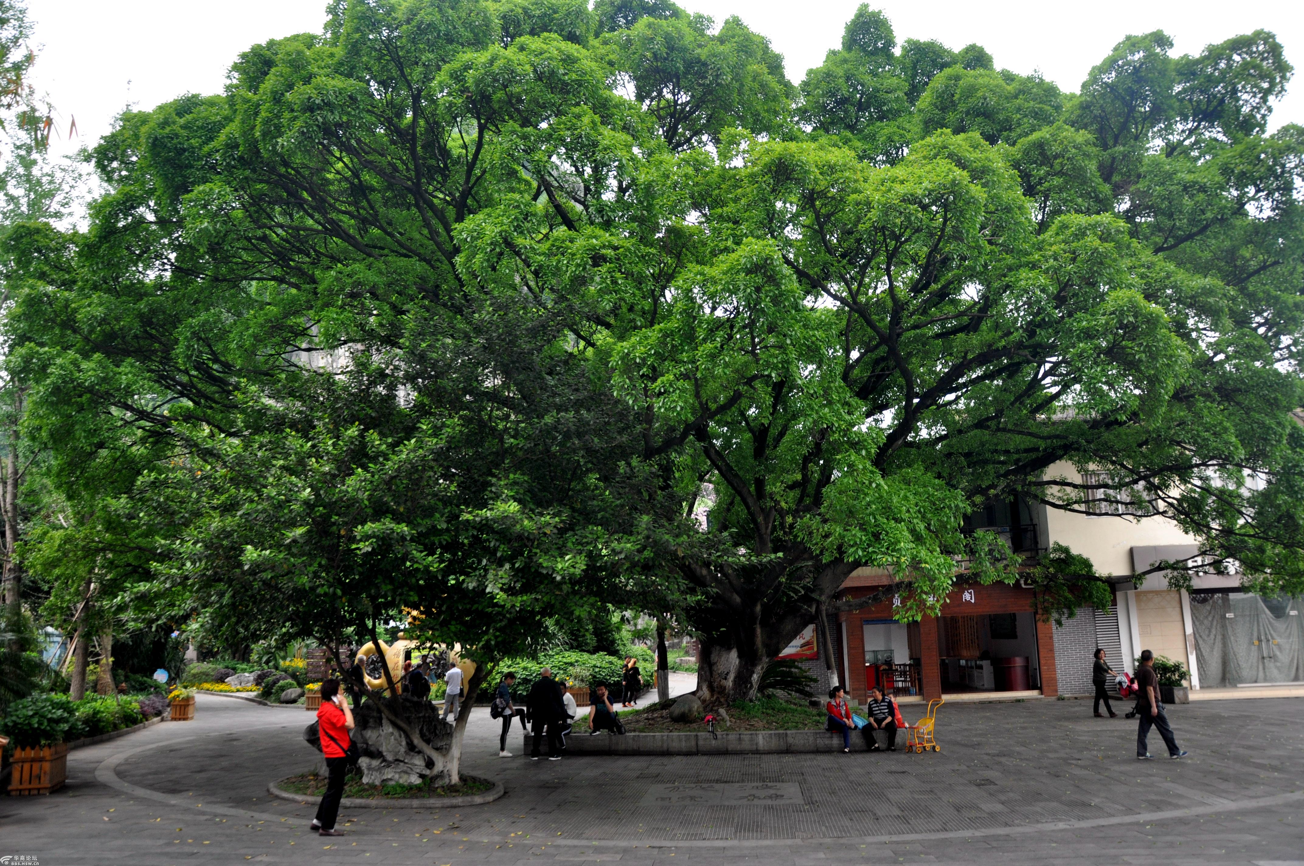 桂林山水甲天下之伏波山前古树卧石景色.2018.4.13