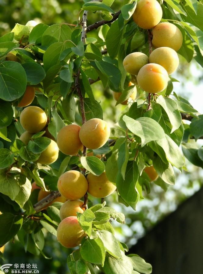 杏儿黄,女看娘!