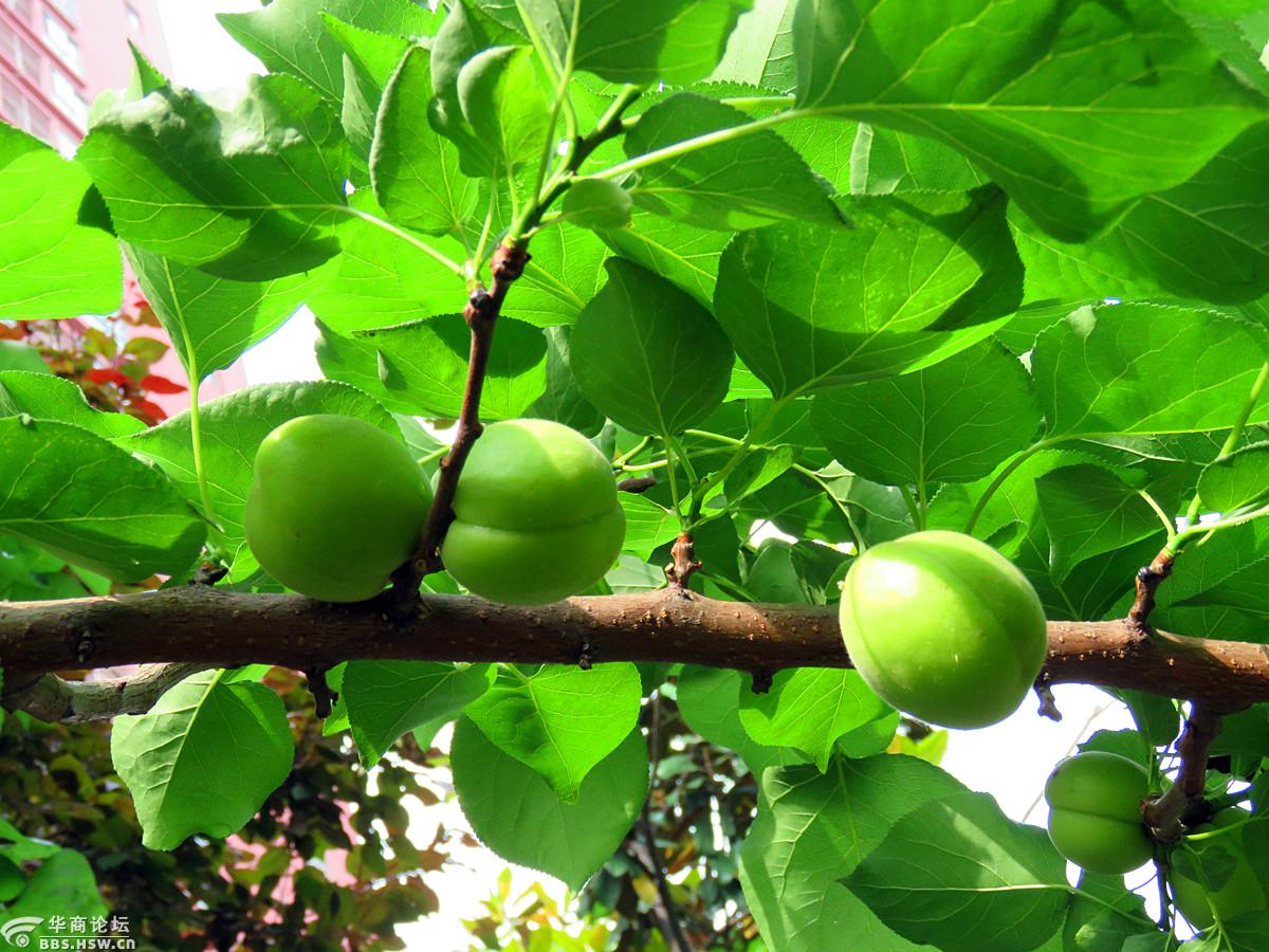 院中——绿杏正成长