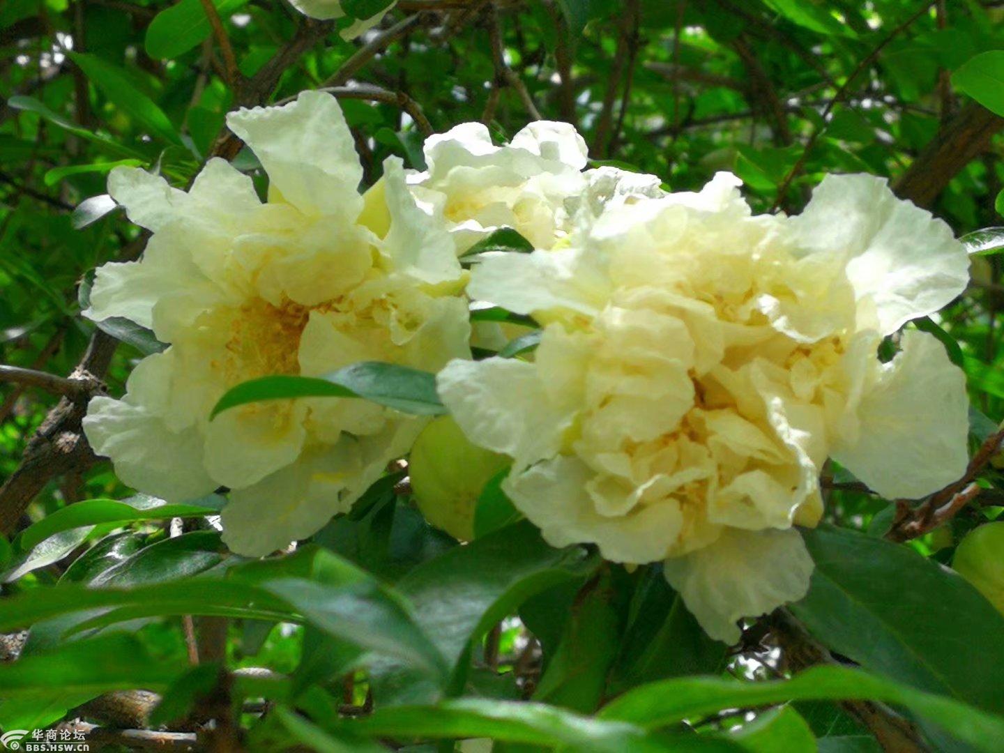 开白花的石榴树