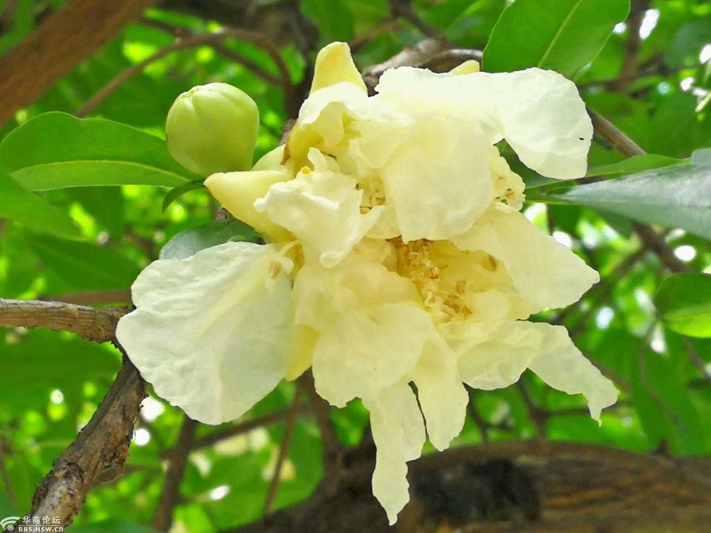 开白花的石榴树