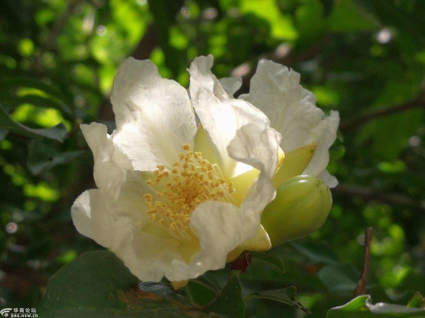 开白花的石榴树