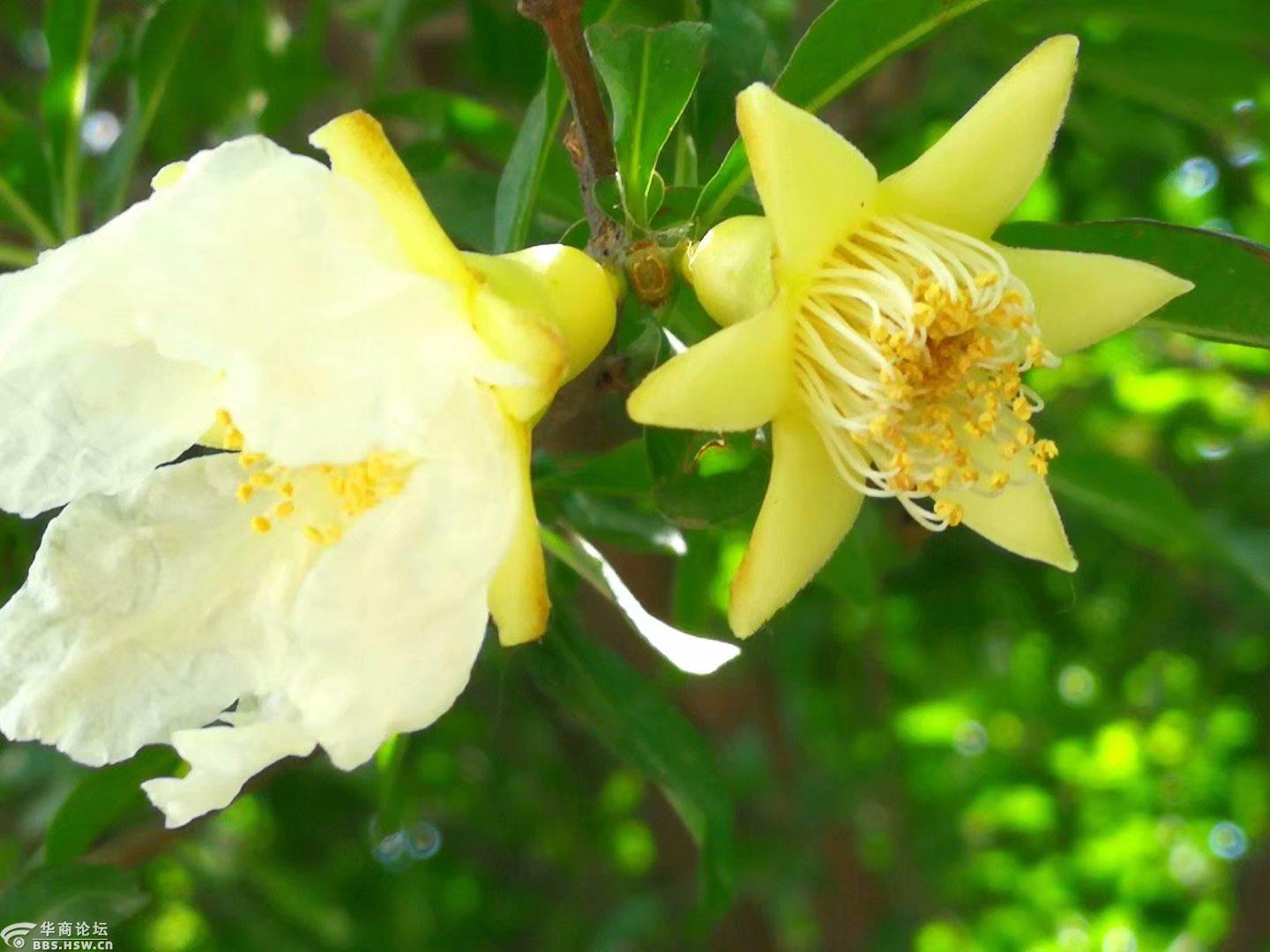 开白花的石榴树