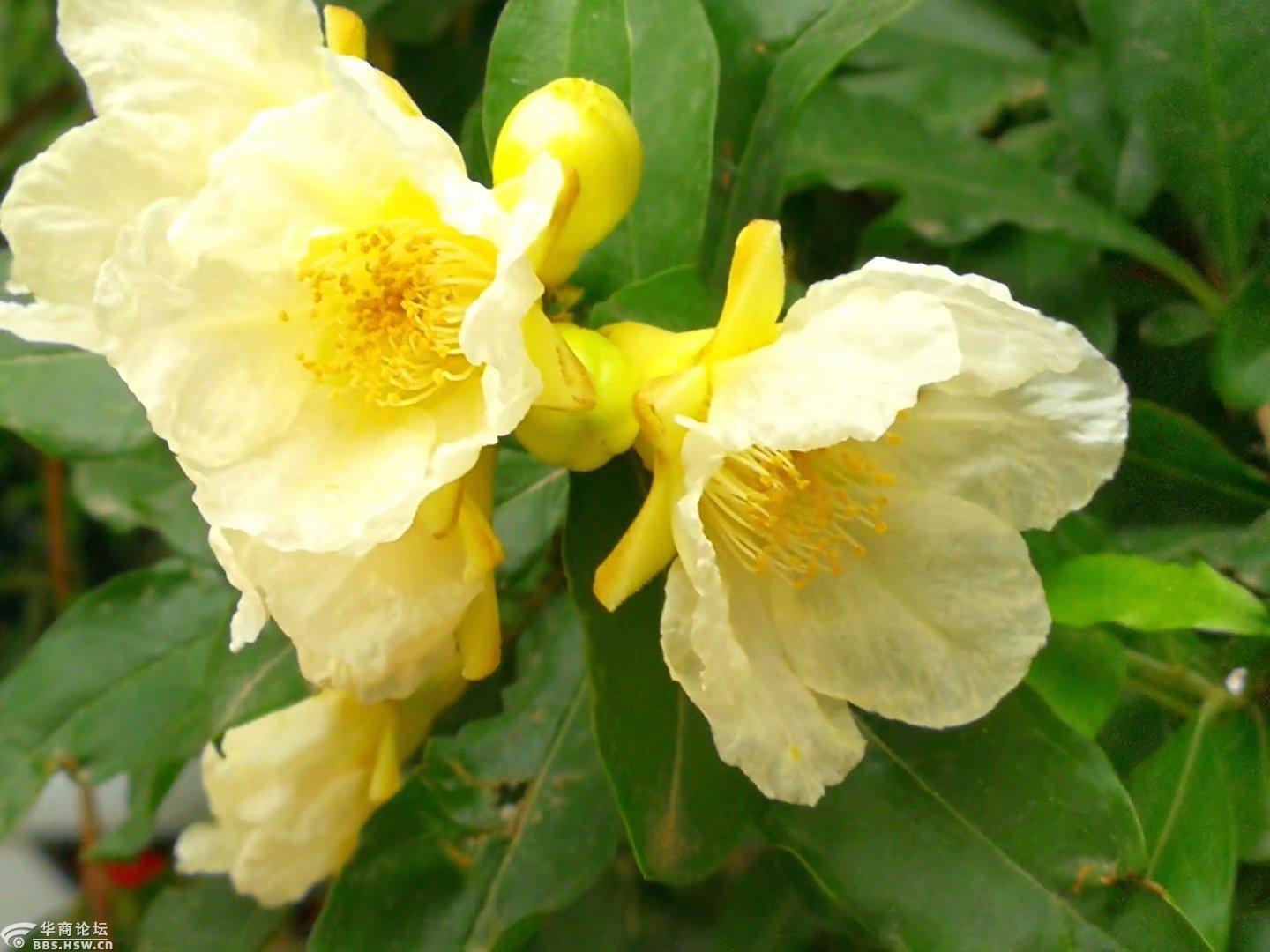 开白花的石榴树