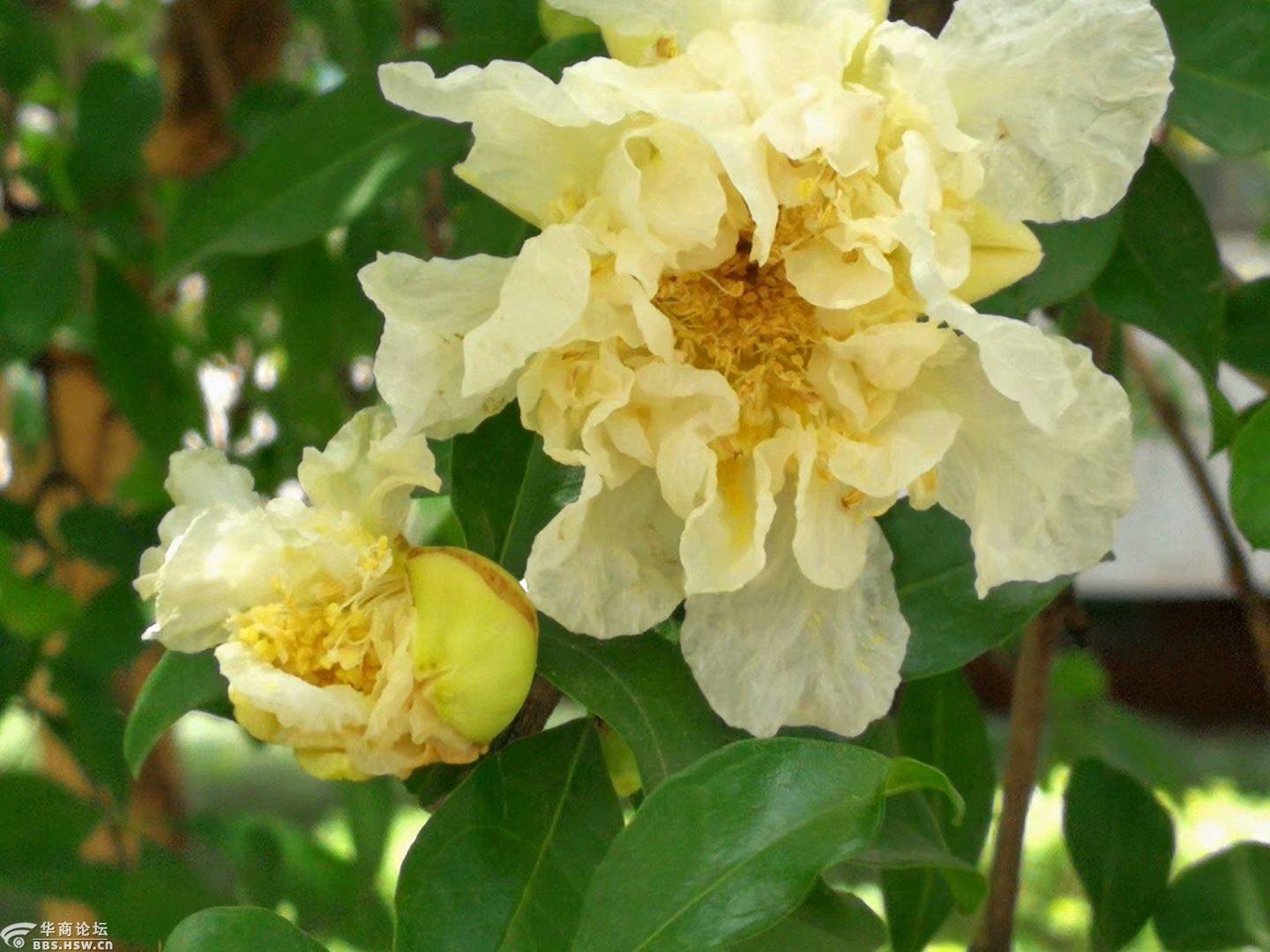 开白花的石榴树