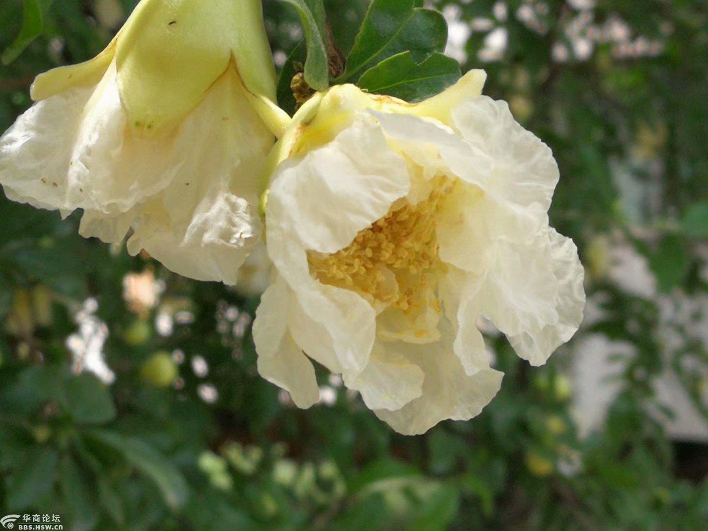 开白花的石榴树