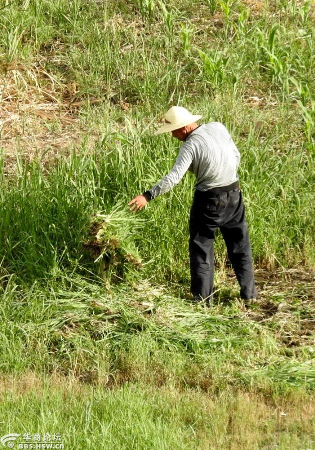 农民在河滩冒着高温清除玉米地杂草!