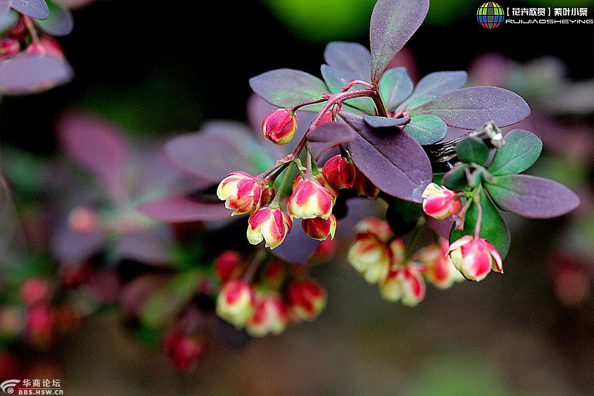 【花卉欣赏】紫叶小檗